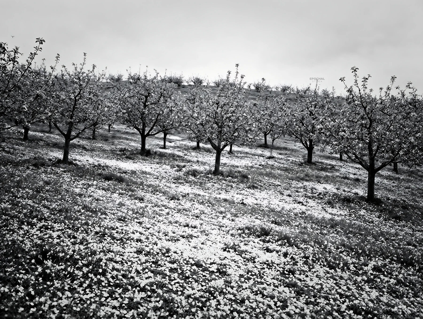 Black and white hillside apple meadow with blooming trees in spring season - AI-generated stock image