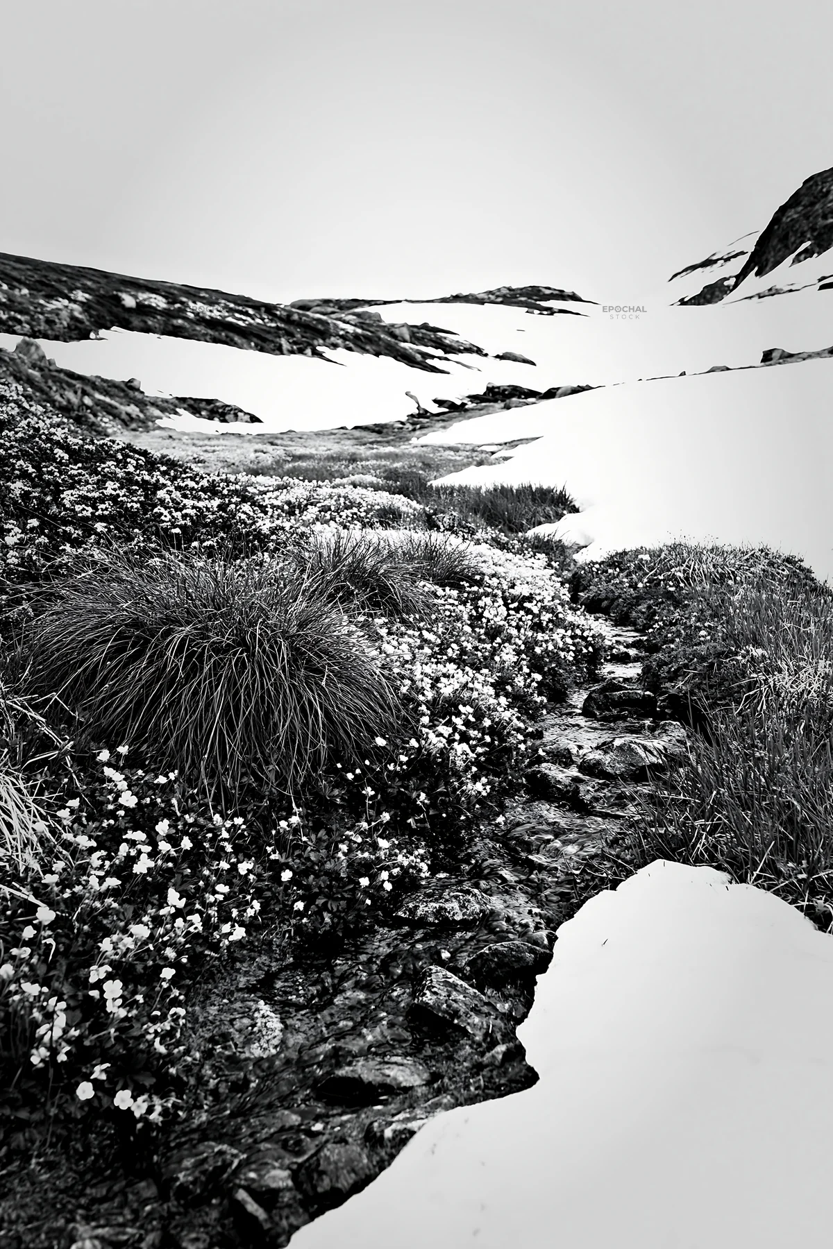 Climate-resilient meadow with flowers near snow-capped slopes - AI-generated stock image