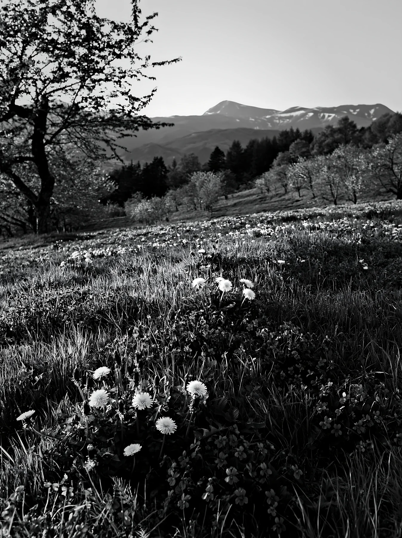 Black and white spring orchard meadow with blooming flowers and mountains - AI-generated stock image