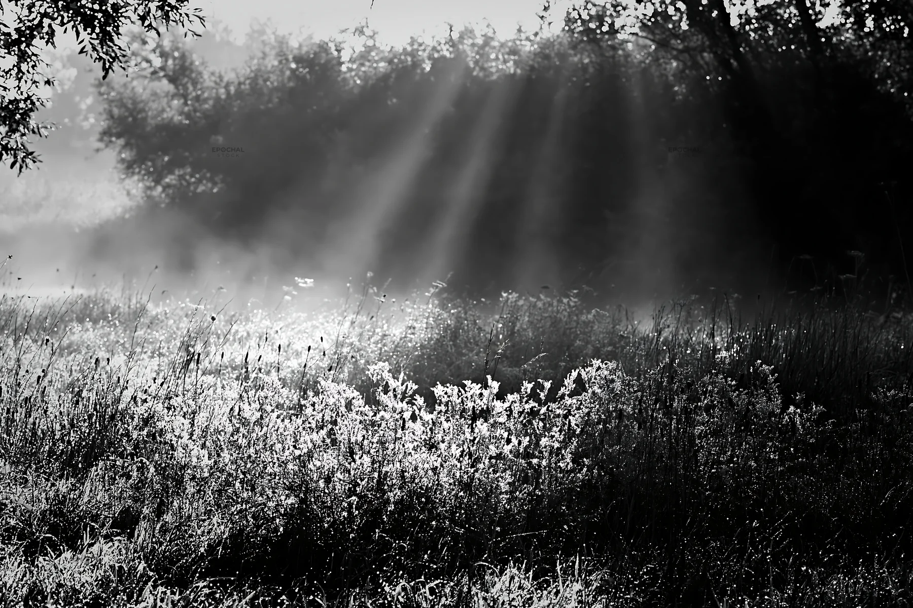 Meadow with dew and sunlight rays in a natural setting - AI-generated stock image