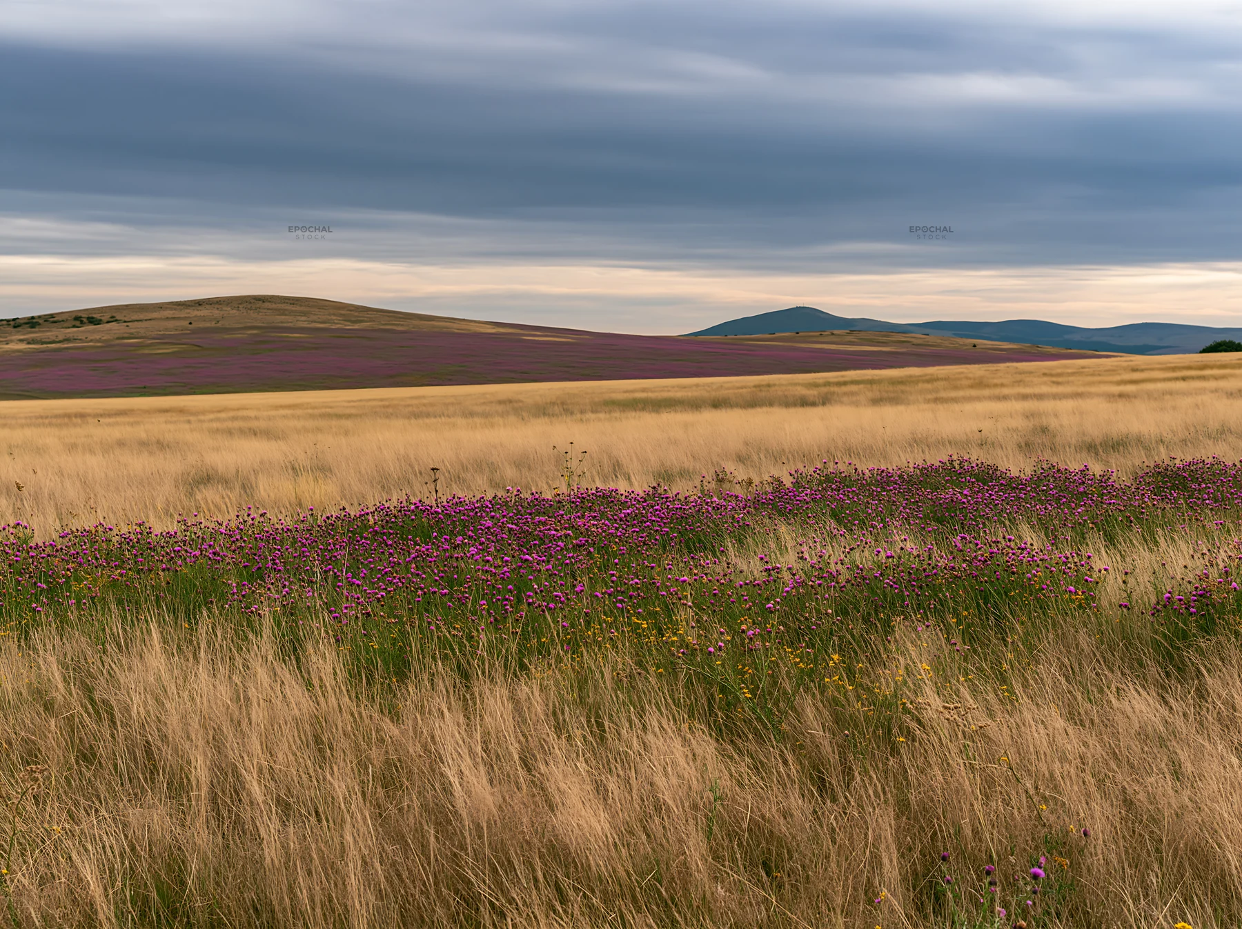 Violet knapweed meadow in summer landscape - AI-generated stock image
