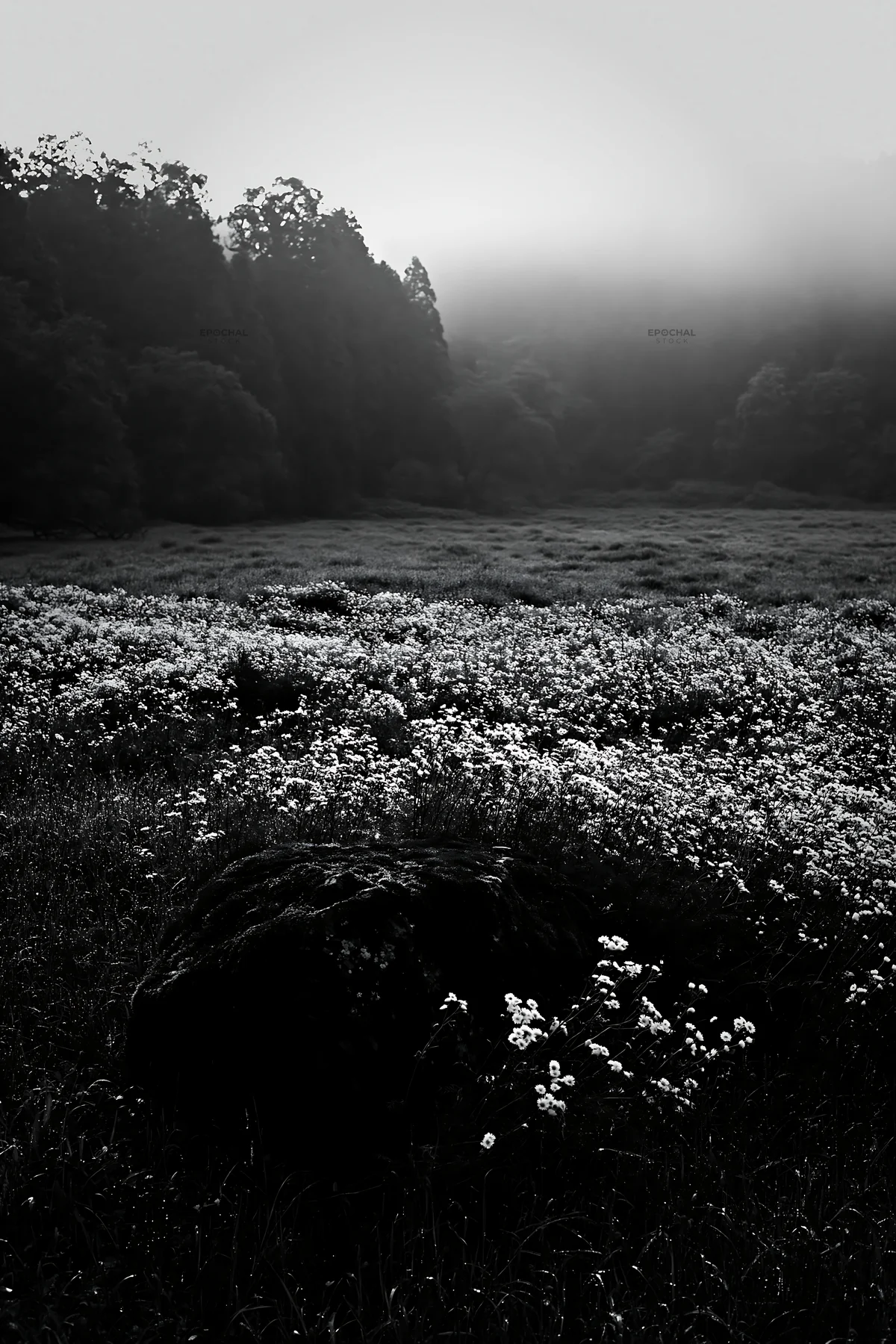 Black and white misty meadow with moss covered stone in Shimane - AI-generated stock image