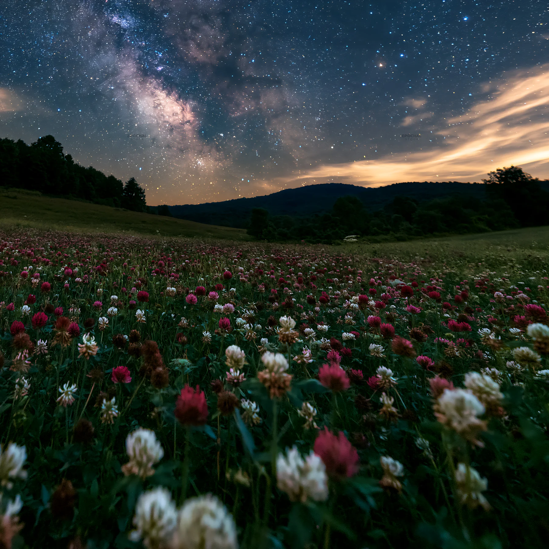 Colorful clover meadow under a starry night sky - AI-generated stock image