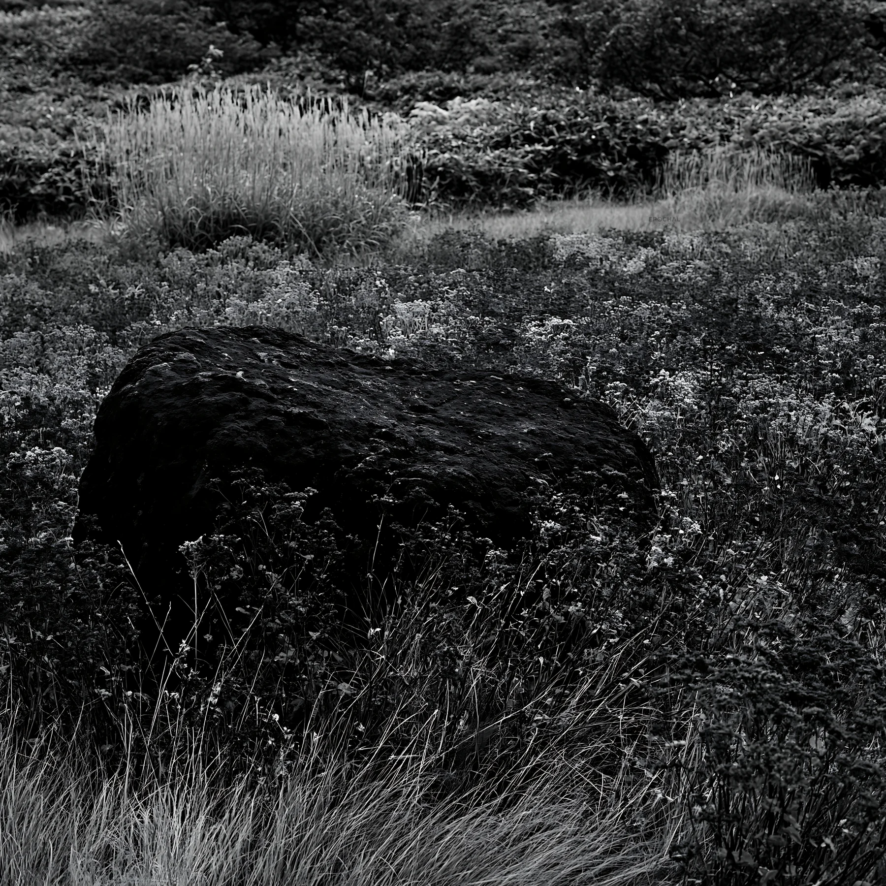 Black and white aomori climate resilient meadow with boulder - AI-generated stock image
