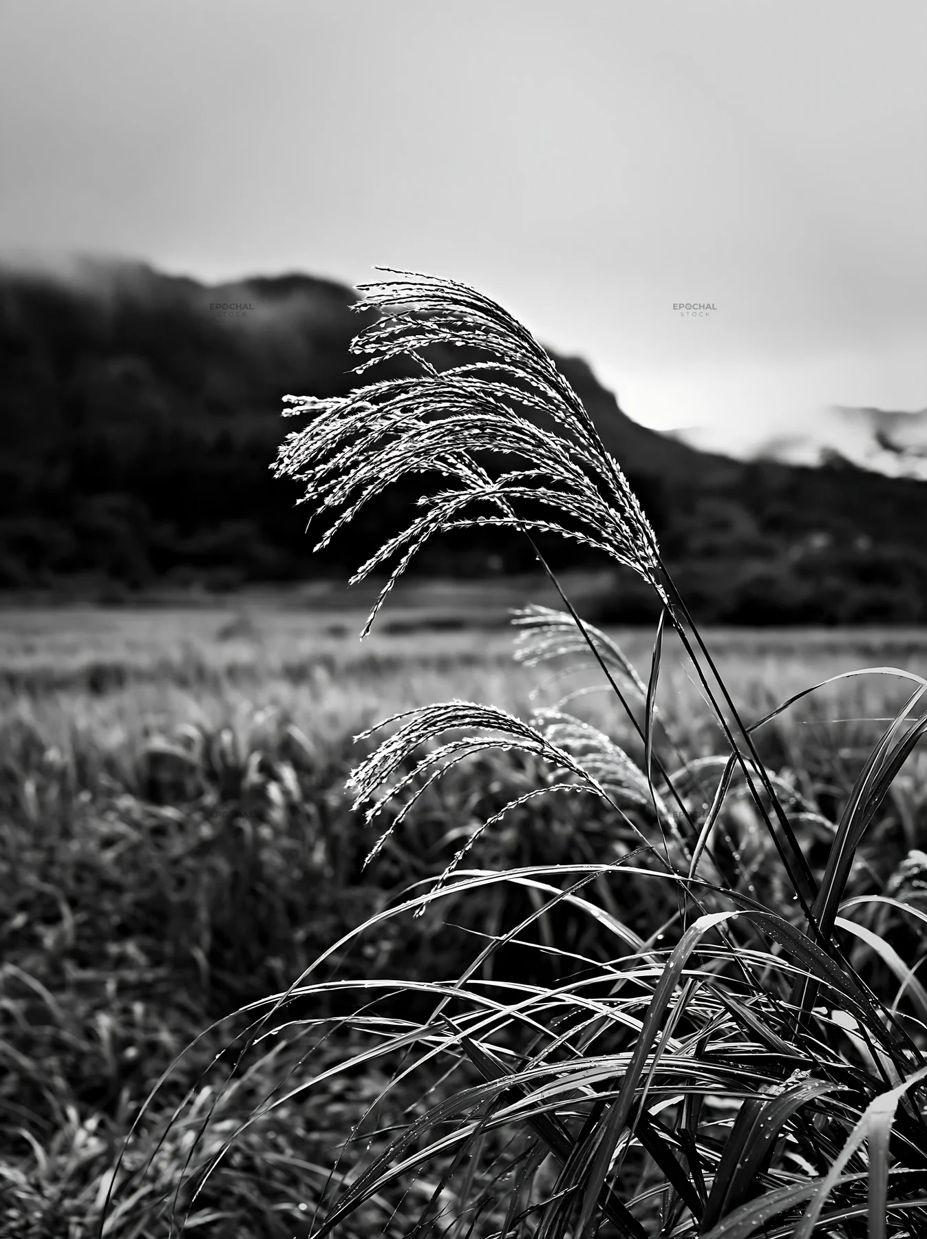 Fukui grass meadow with rain droplets in monochrome - AI-generated stock image