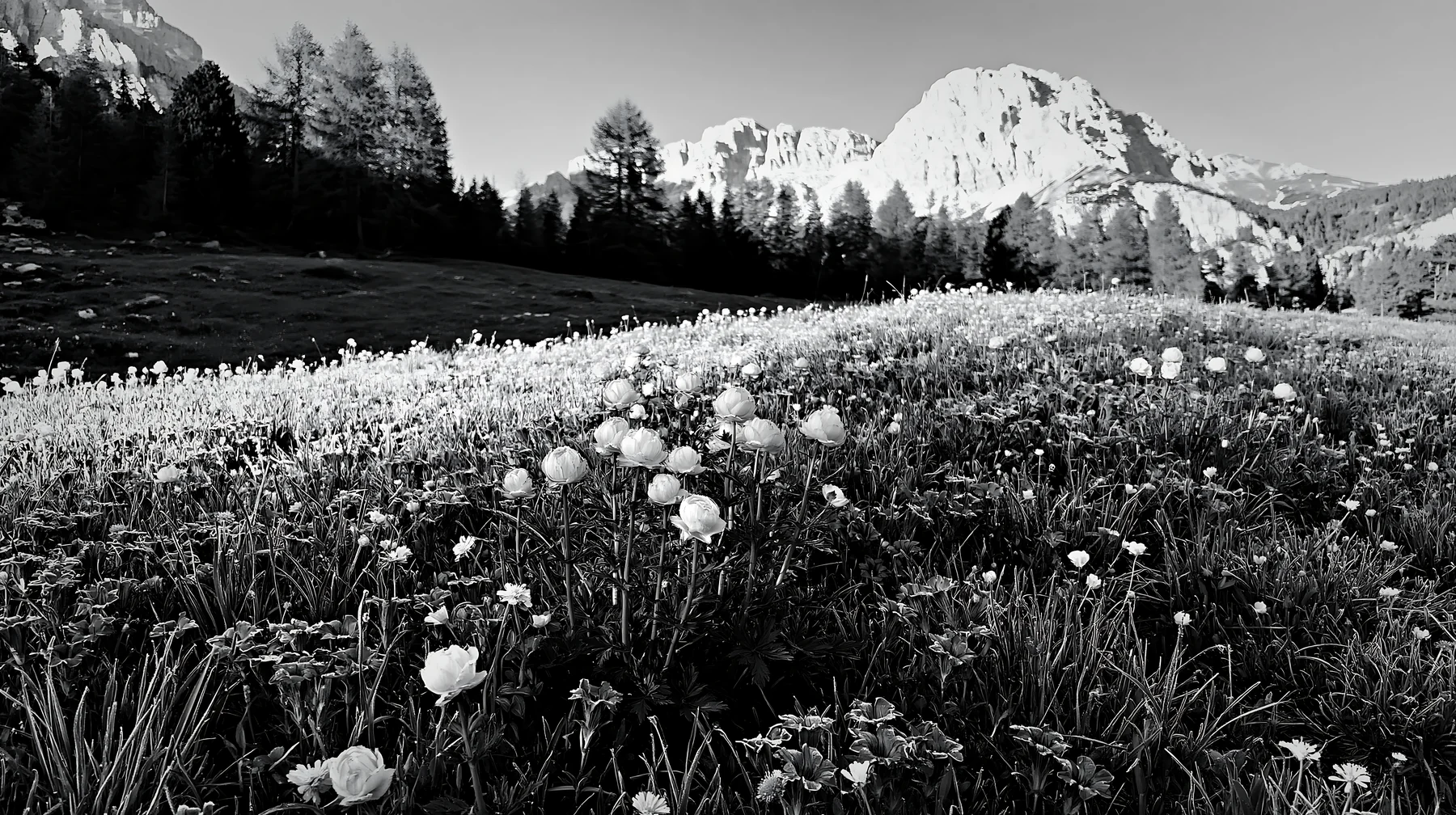 Frost-touched meadow with flowers and mountains in the background - AI-generated stock image