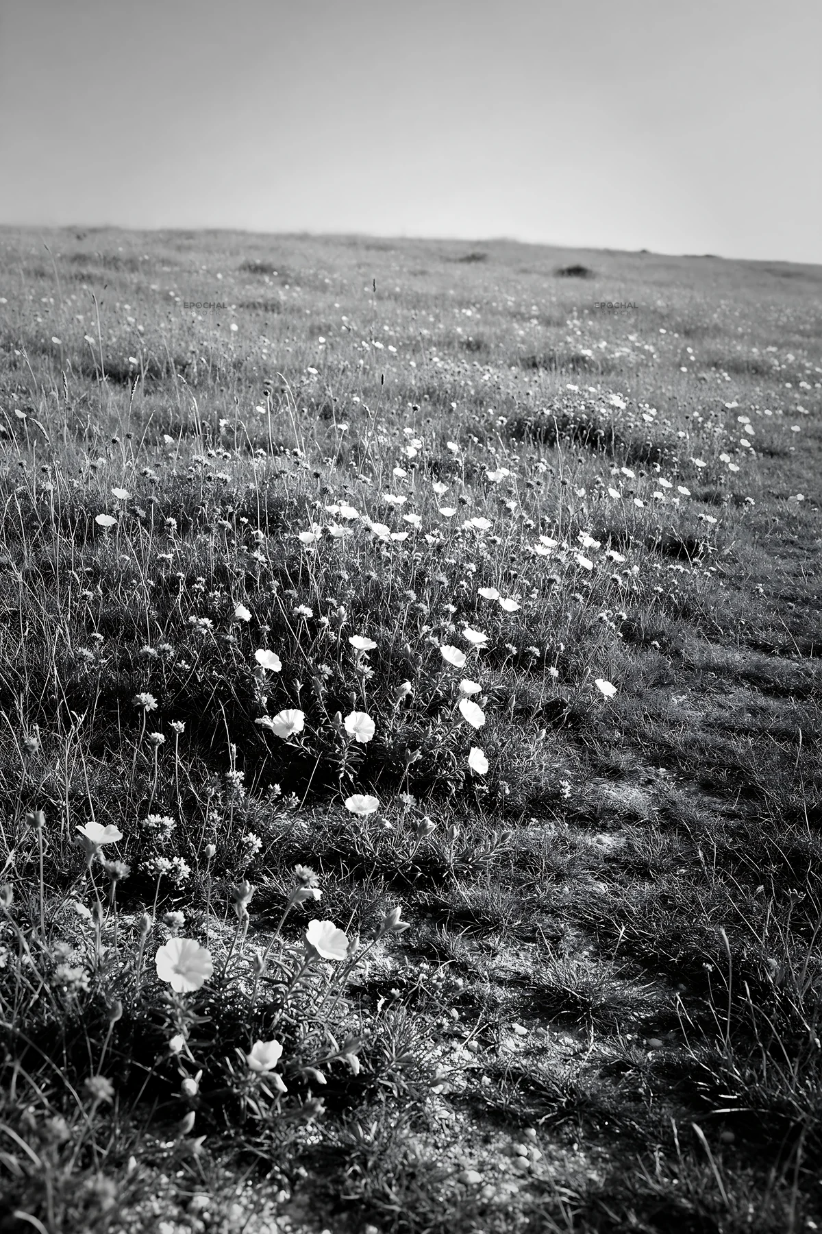 Chalk meadow with flowers under sunny sky - AI-generated stock image