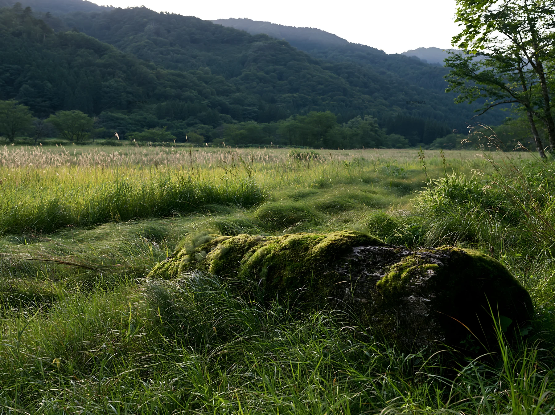 Gifu low carbon meadow mossy log in a green field - AI-generated stock image