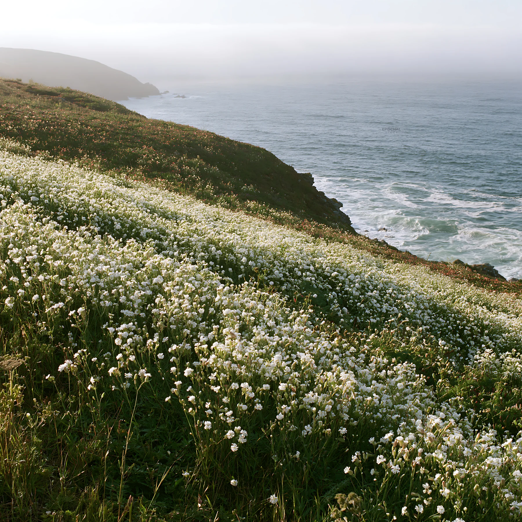 Overlooking Portuguese meadow above Atlantic coast - AI-generated stock image