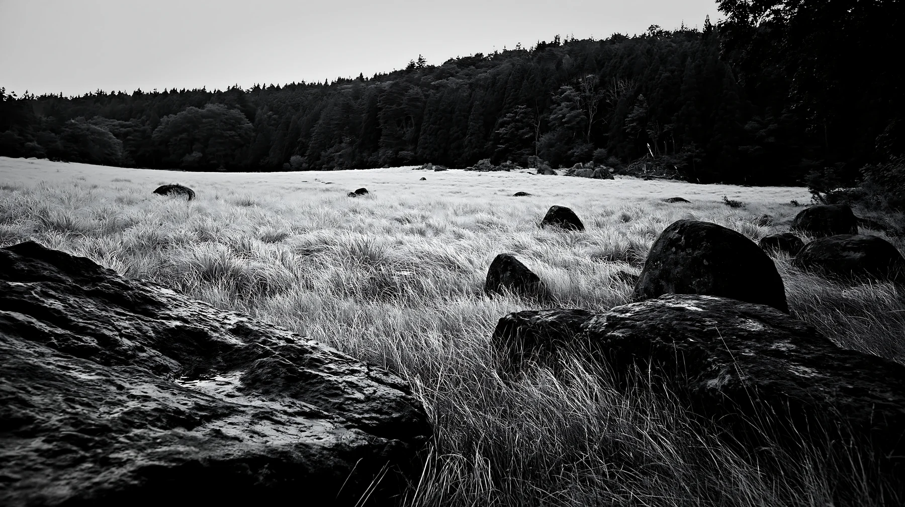 Rewilded Akita silver grass meadow stones under cloudy sky - AI-generated stock image