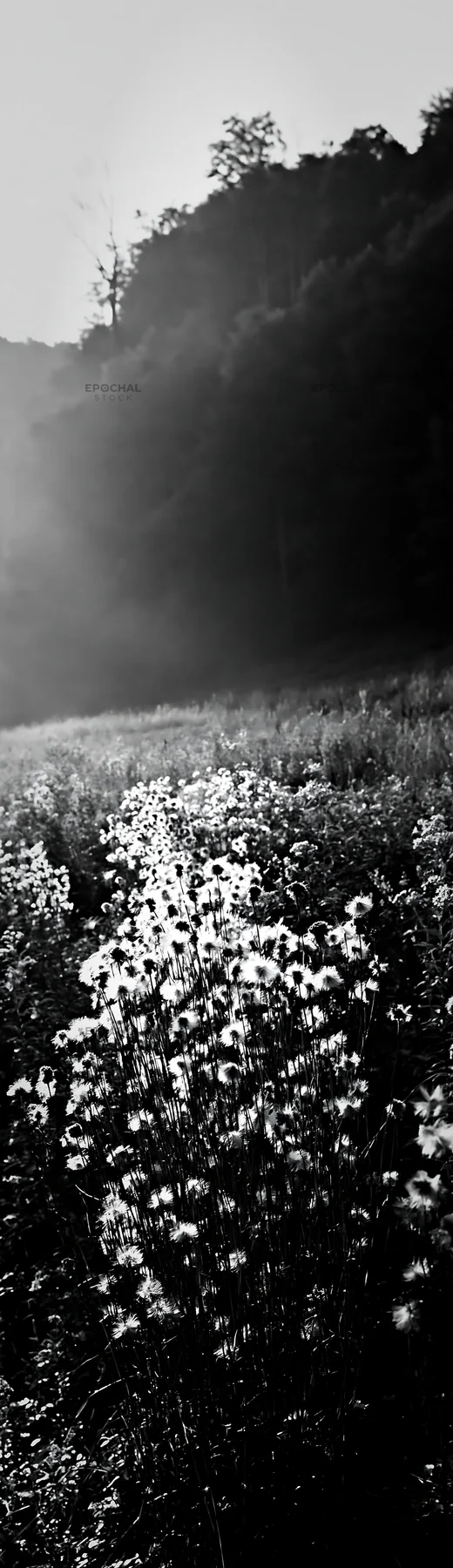 Black and white meadow seedheads backlit at dusk - AI-generated stock image