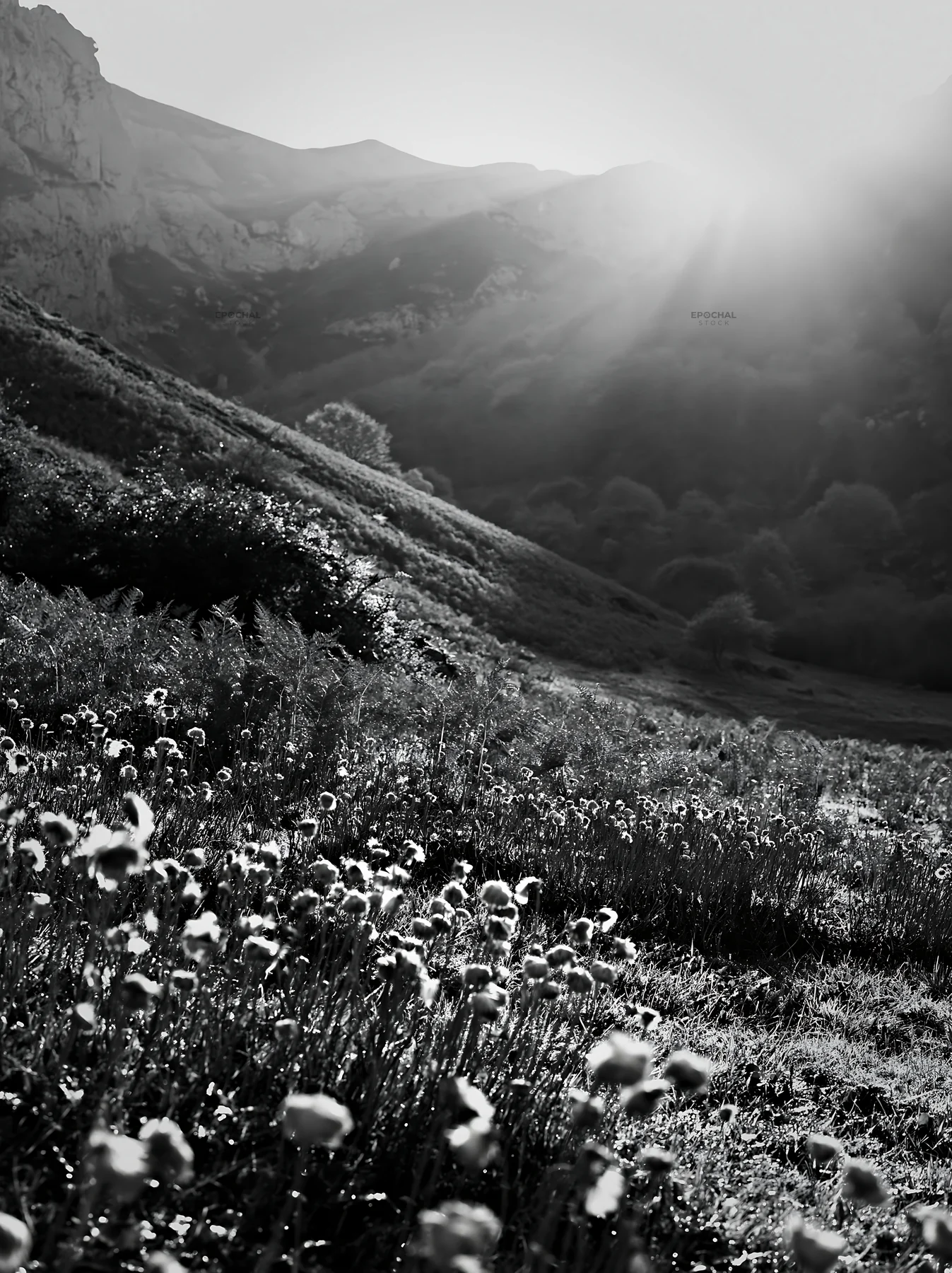 Sun rays over Picos de Europa meadow with blooming flowers - AI-generated stock image