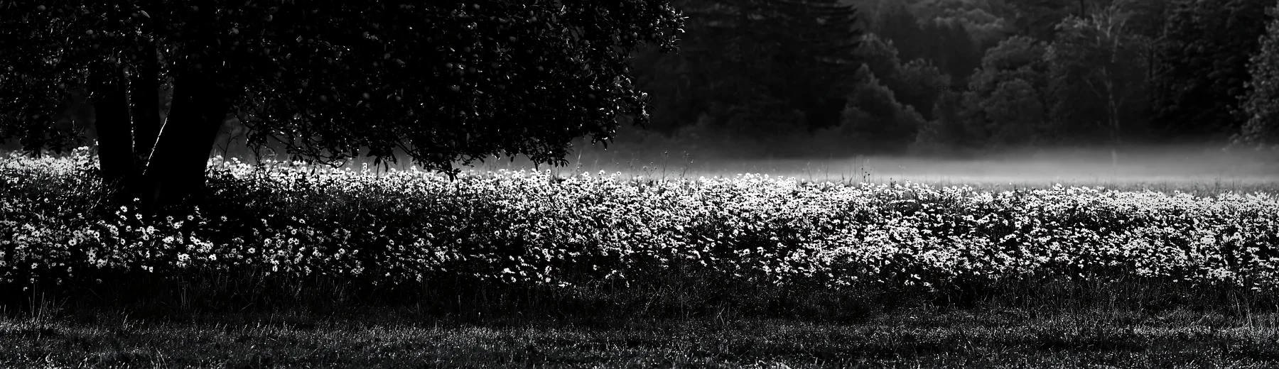 Black and white daisy apple meadow with mist and trees in the background - AI-generated stock image