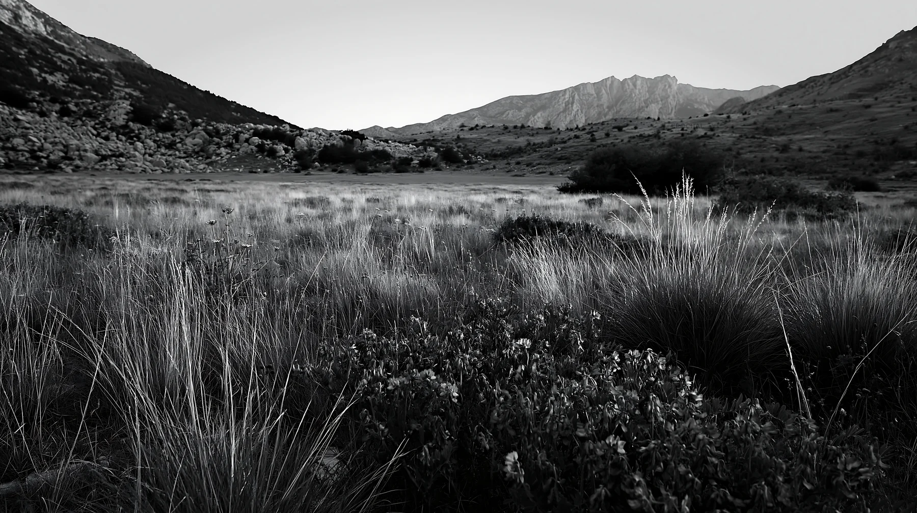 Biodiverse meadow landscape in black and white - AI-generated stock image