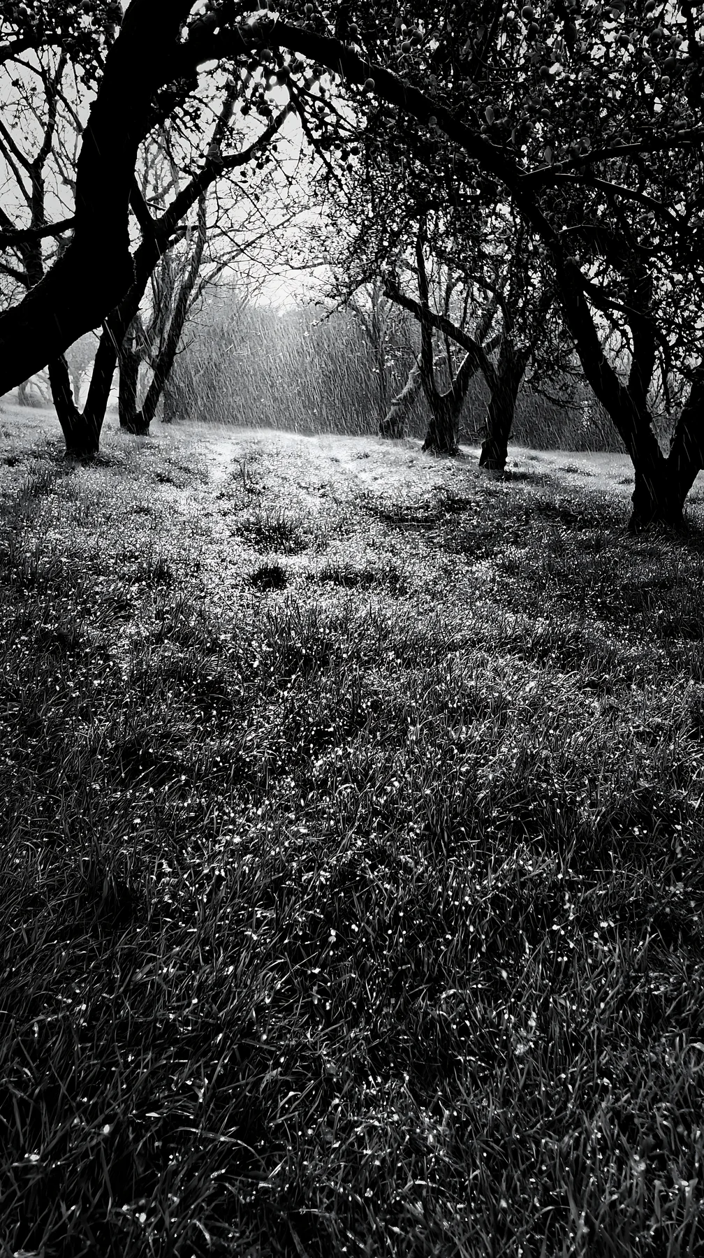 Moody orchard meadow with trees and sunlight in the background - AI-generated stock image