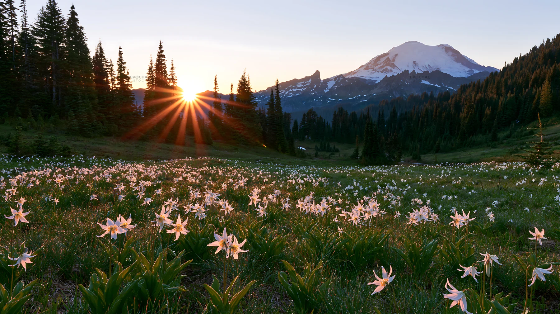 Mount Rainier wildflower meadow at sunrise - AI-generated stock image