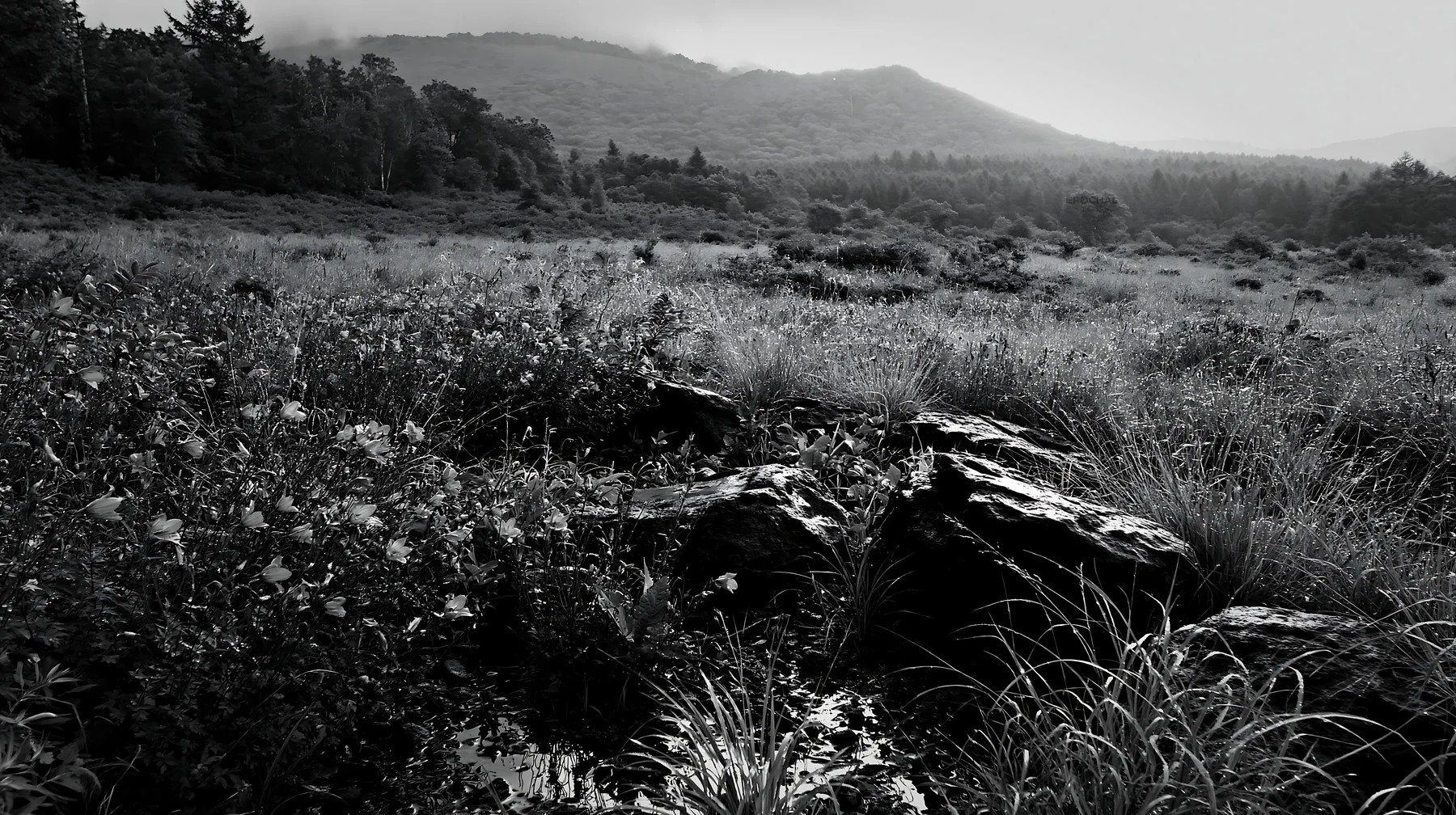 Black and white yamanashi regenerative meadow with basalt stones in natural light - AI-generated stock image