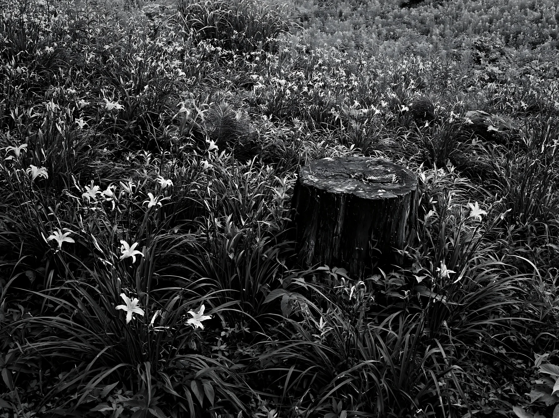 Black and white fukushima native meadow with weathered stump - AI-generated stock image