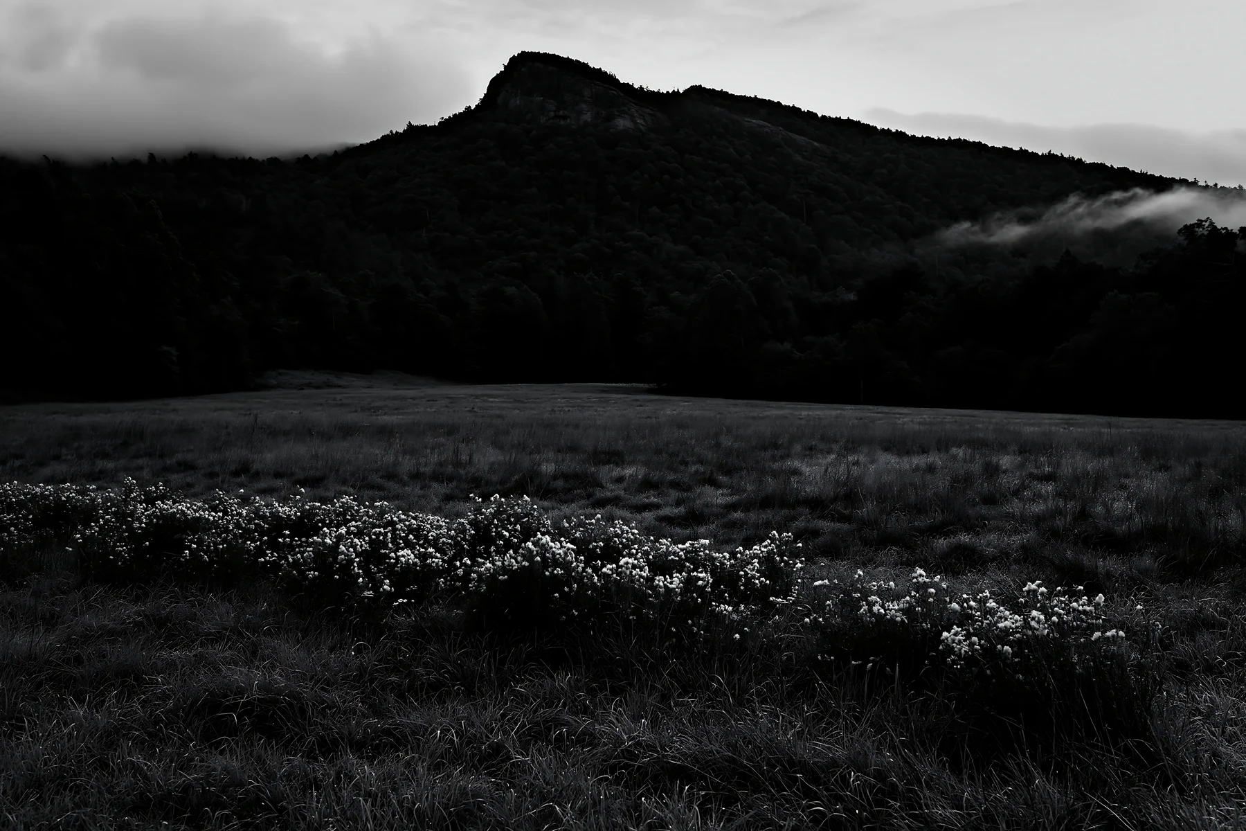 Dewy meadow with flowers near a mountain at dusk - AI-generated stock image