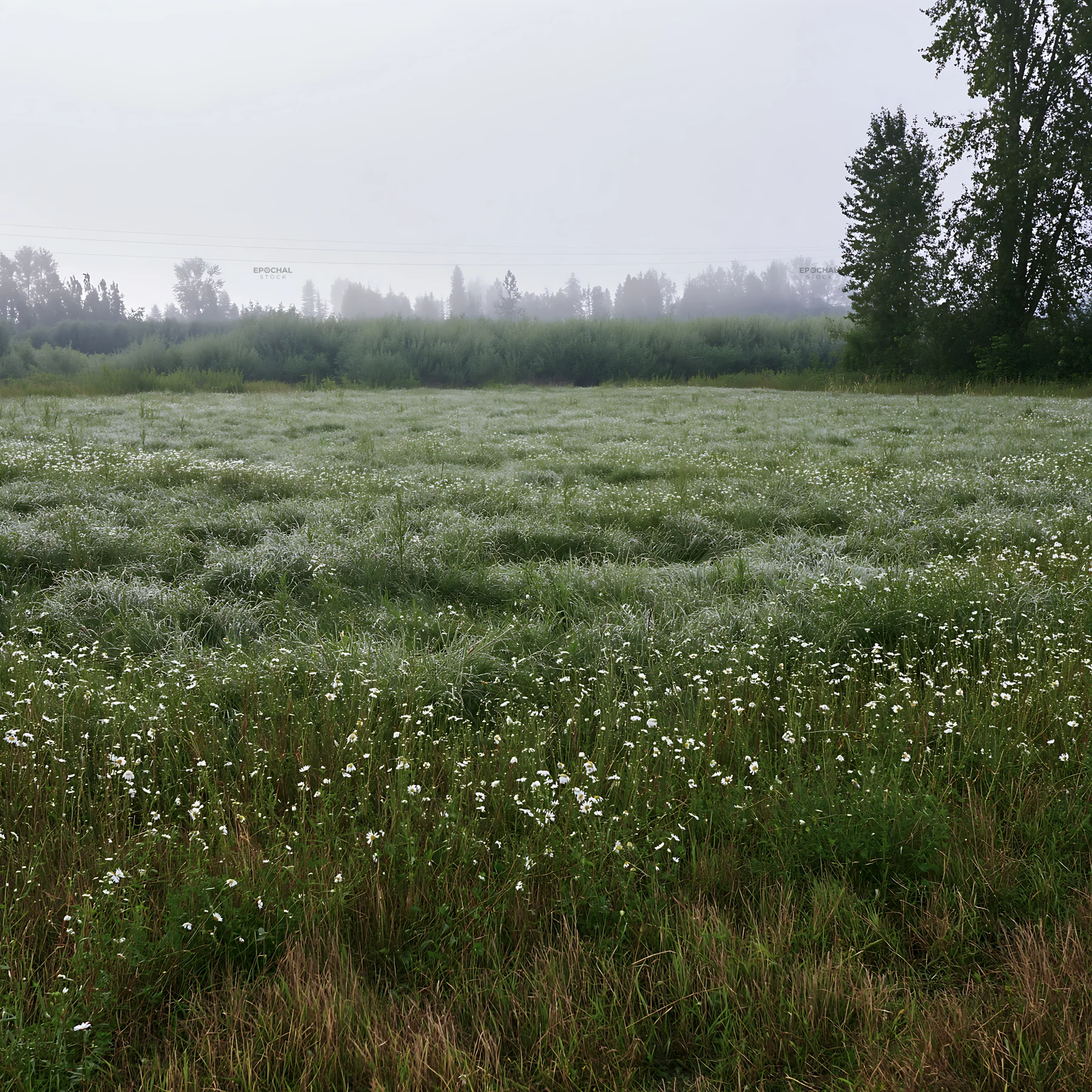 Morning dew on silver meadow grass under cloudy sky - AI-generated stock image