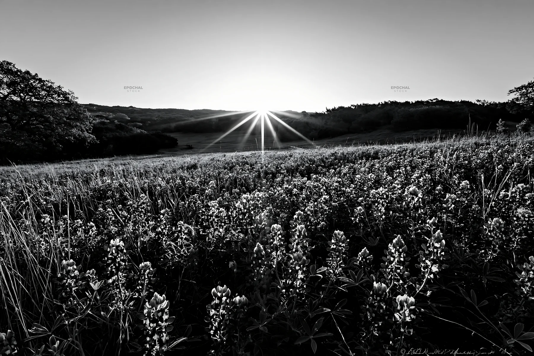 Bluebonnet meadow at sunrise with sun rays - AI-generated stock image
