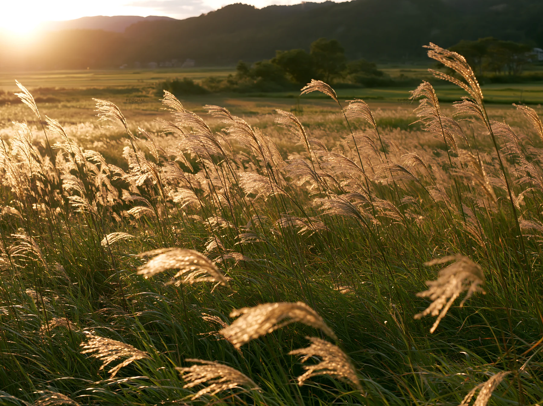 Shiga wetland meadow with reeds under sunset light - AI-generated stock image