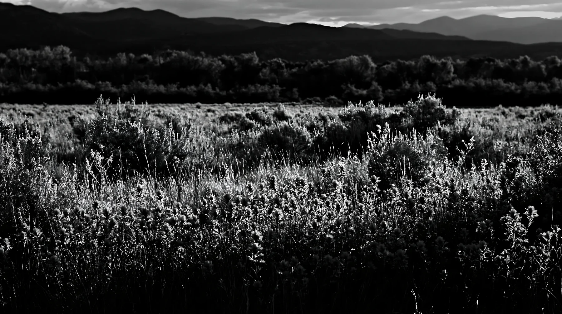 Black and white sagebrush meadow light with red flowers in a natural setting - AI-generated stock image
