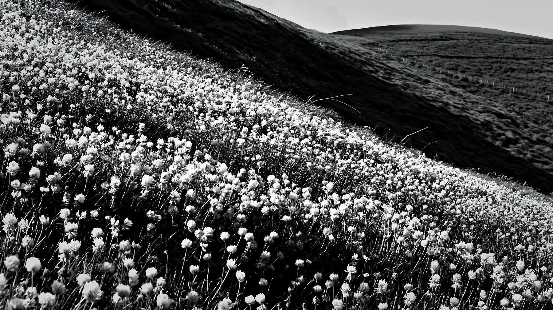 Colorful clover meadow in a natural setting - AI-generated stock image
