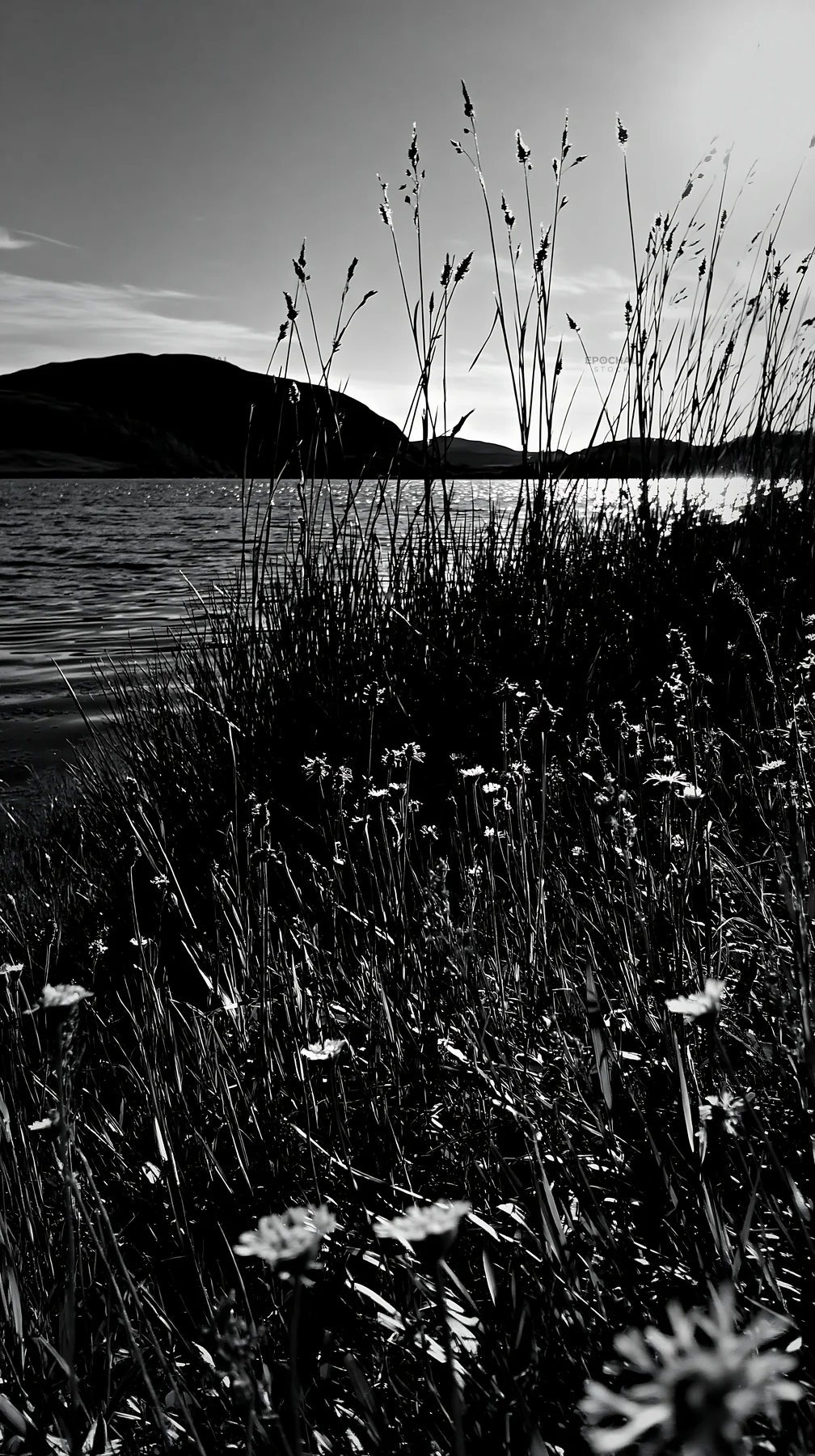 Meadow flowers by the coast during sunset - AI-generated stock image