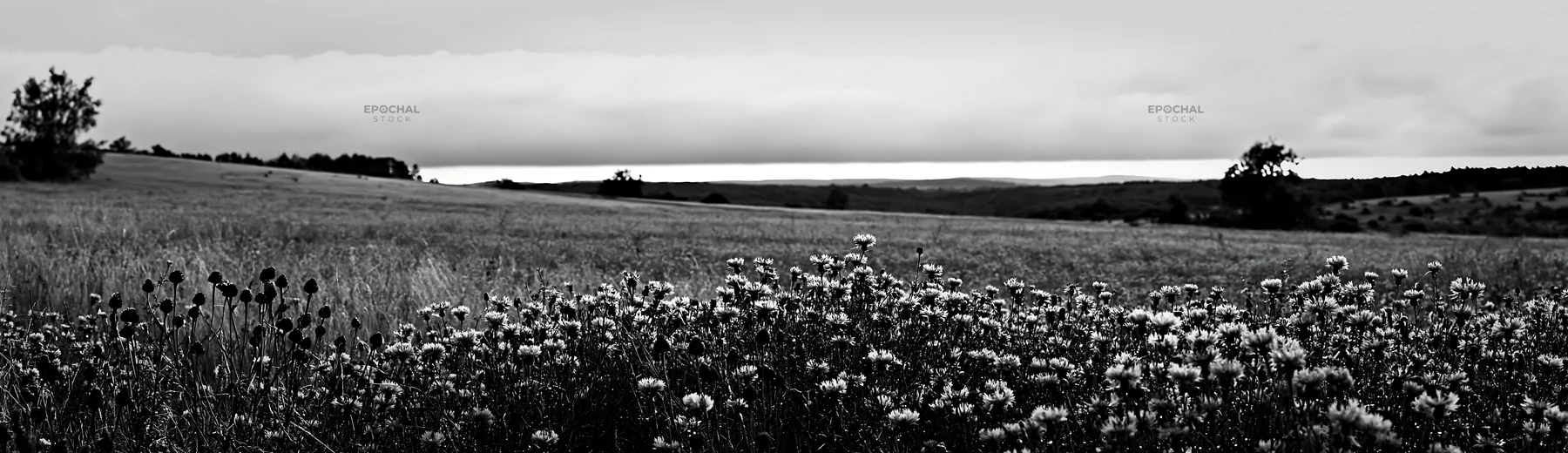 Violet knapweed meadow under cloudy sky