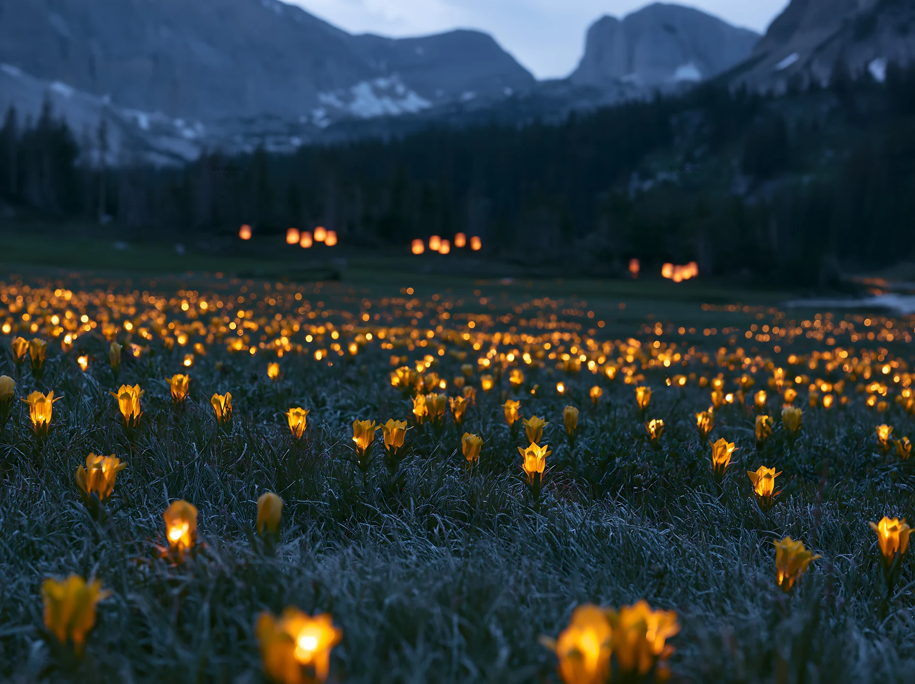 Wide Christmas meadow filled with native flowers and lights - AI-generated stock image