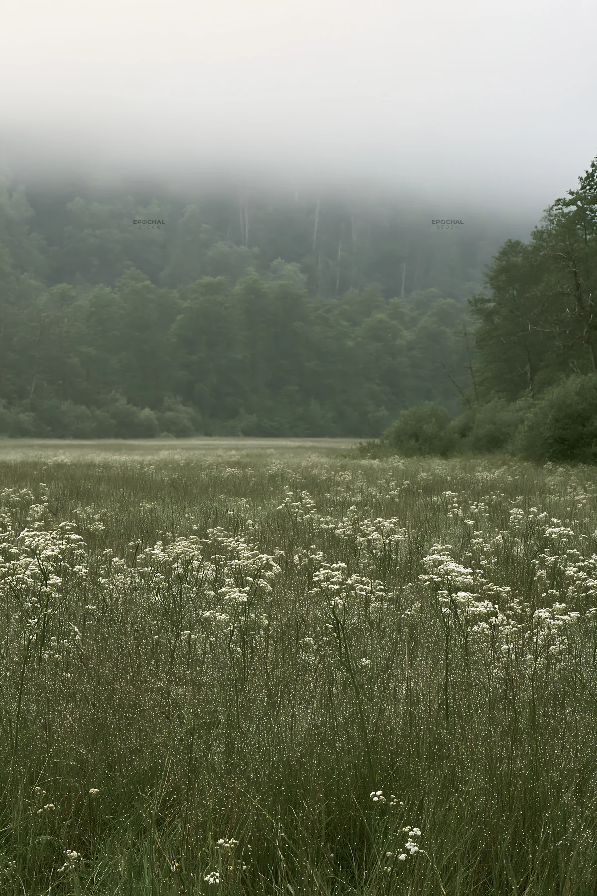 Hungarian meadow along a wooded valley in foggy weather - AI-generated stock image