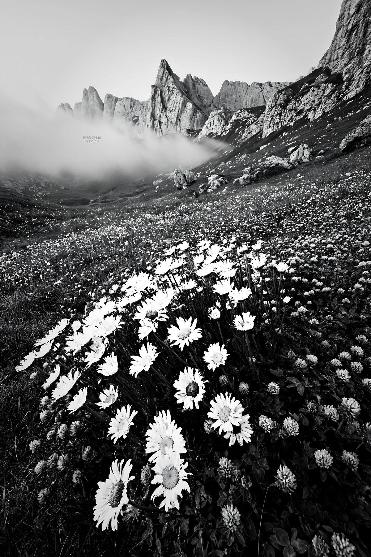 Colorful daisy meadow with mountains and fog in the background - AI-generated stock image