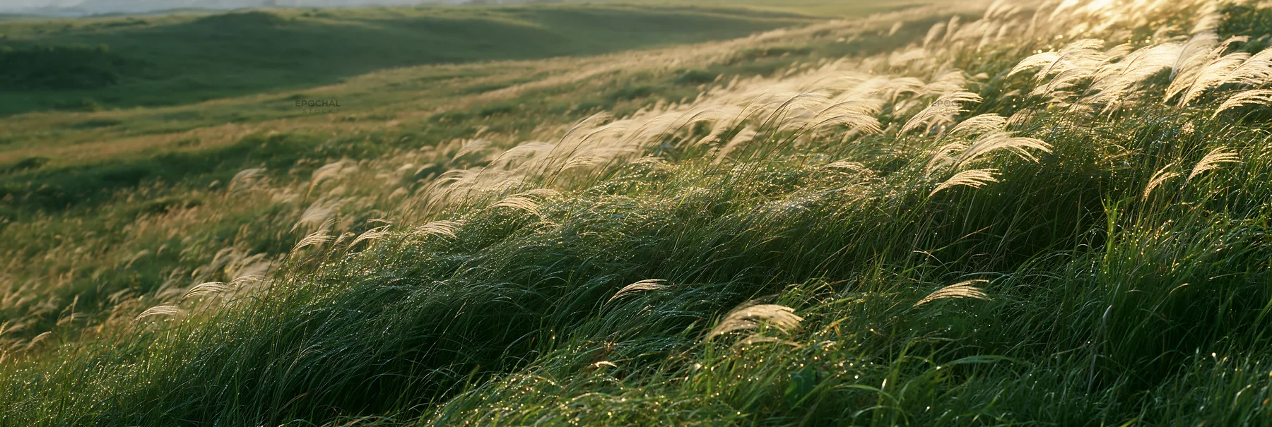 Miyazaki sunrise meadow dew covered sedges in morning light - AI-generated stock image