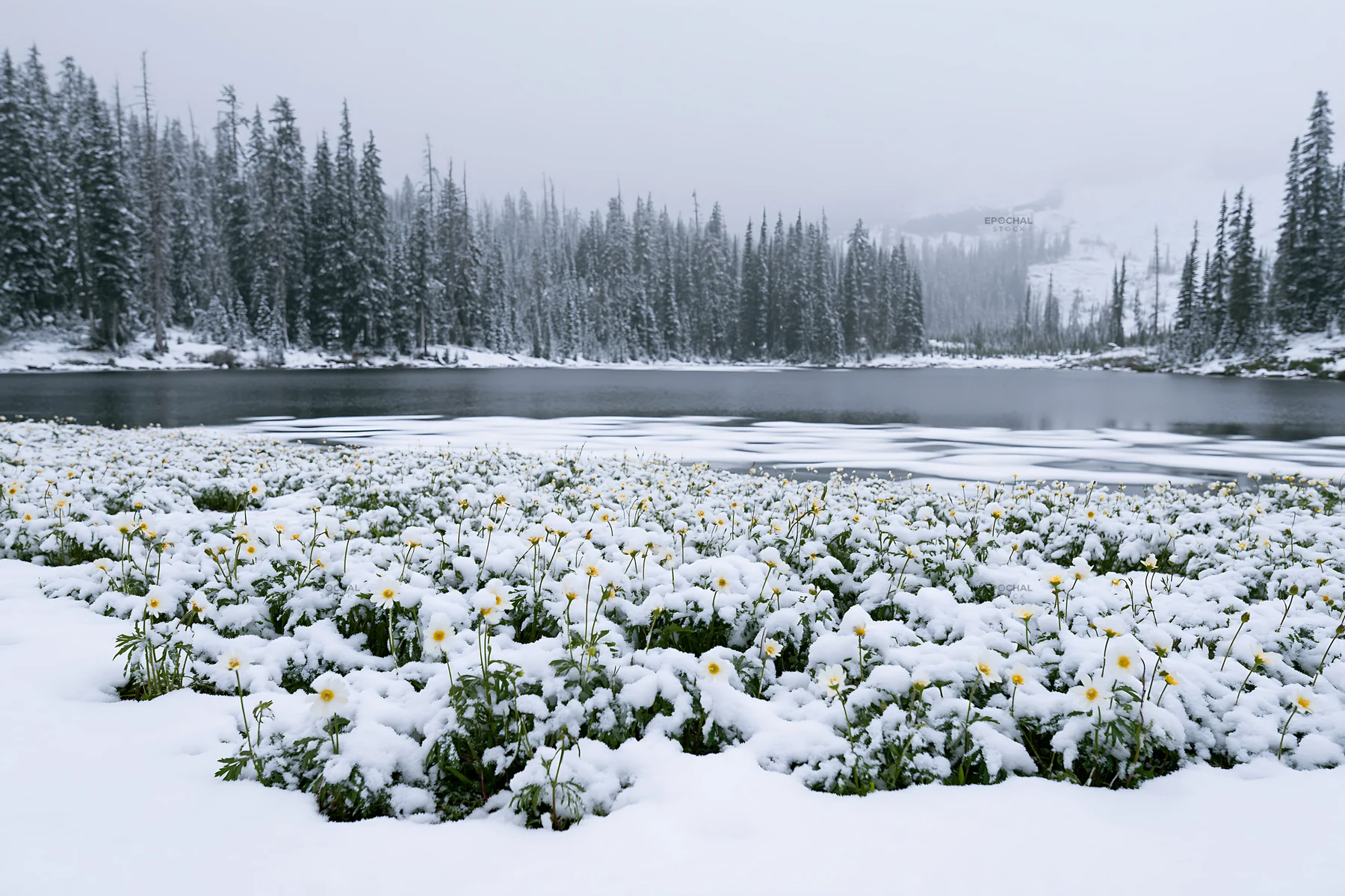 Frozen tarn meadow with snow-covered landscape and lake - AI-generated stock image