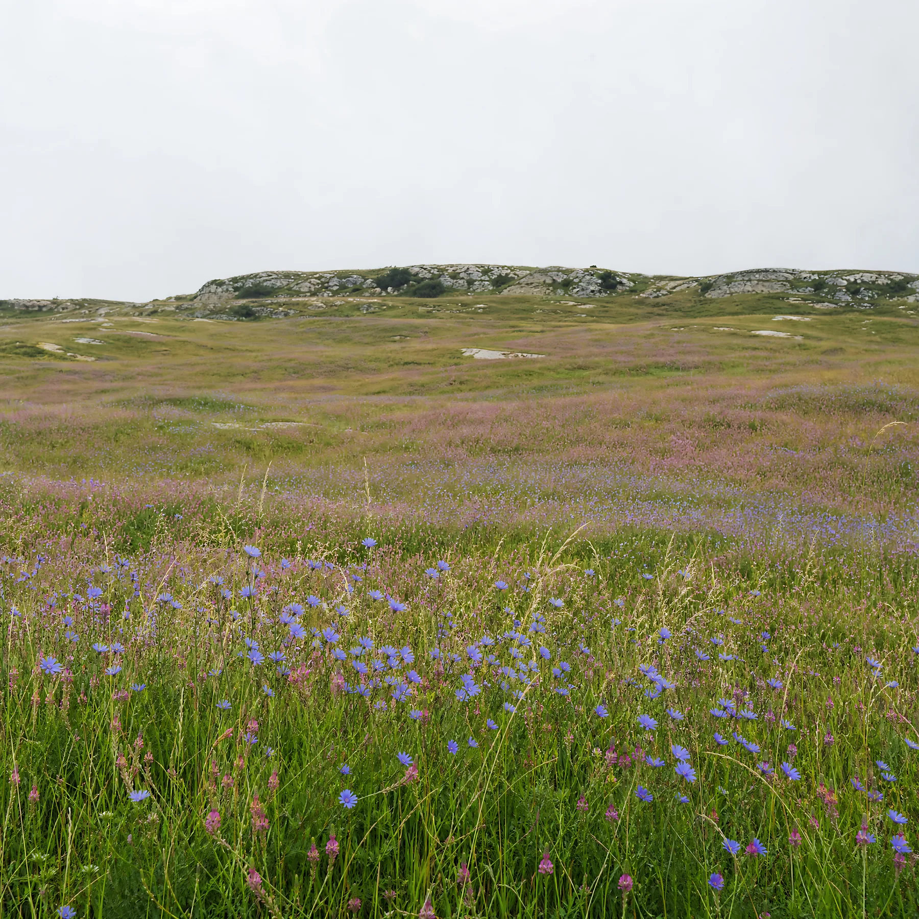 Sainfoin chicory meadow under cloudy sky - AI-generated stock image