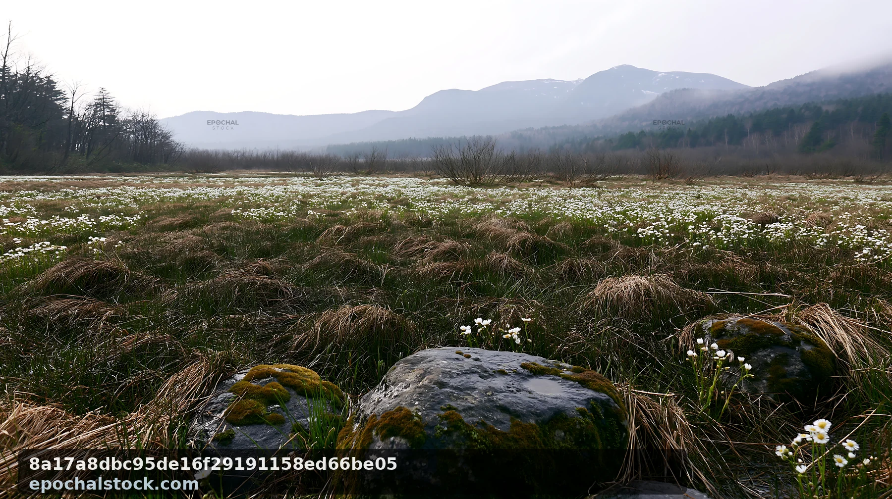 Miyagi spring recovery meadow mossy stone in natural setting - AI-generated stock image
