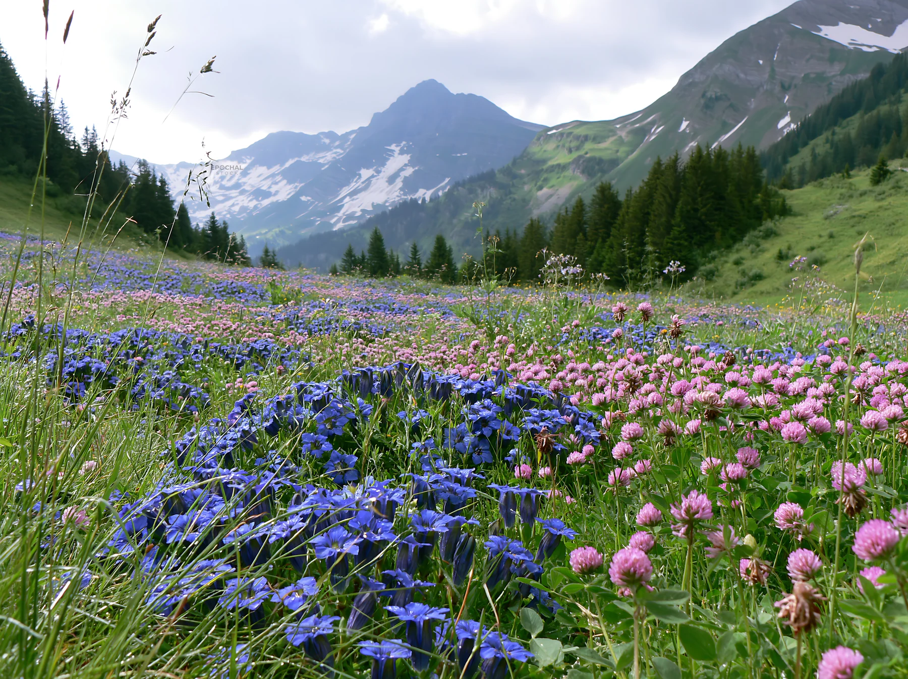 Alpine meadow filled with colorful flowers in Switzerland - AI-generated stock image