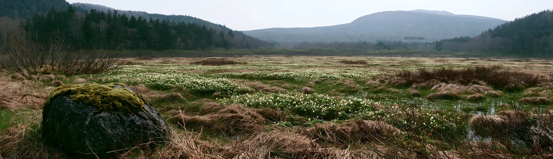 Miyagi spring meadow with mossy stones and wildflowers - AI-generated stock image