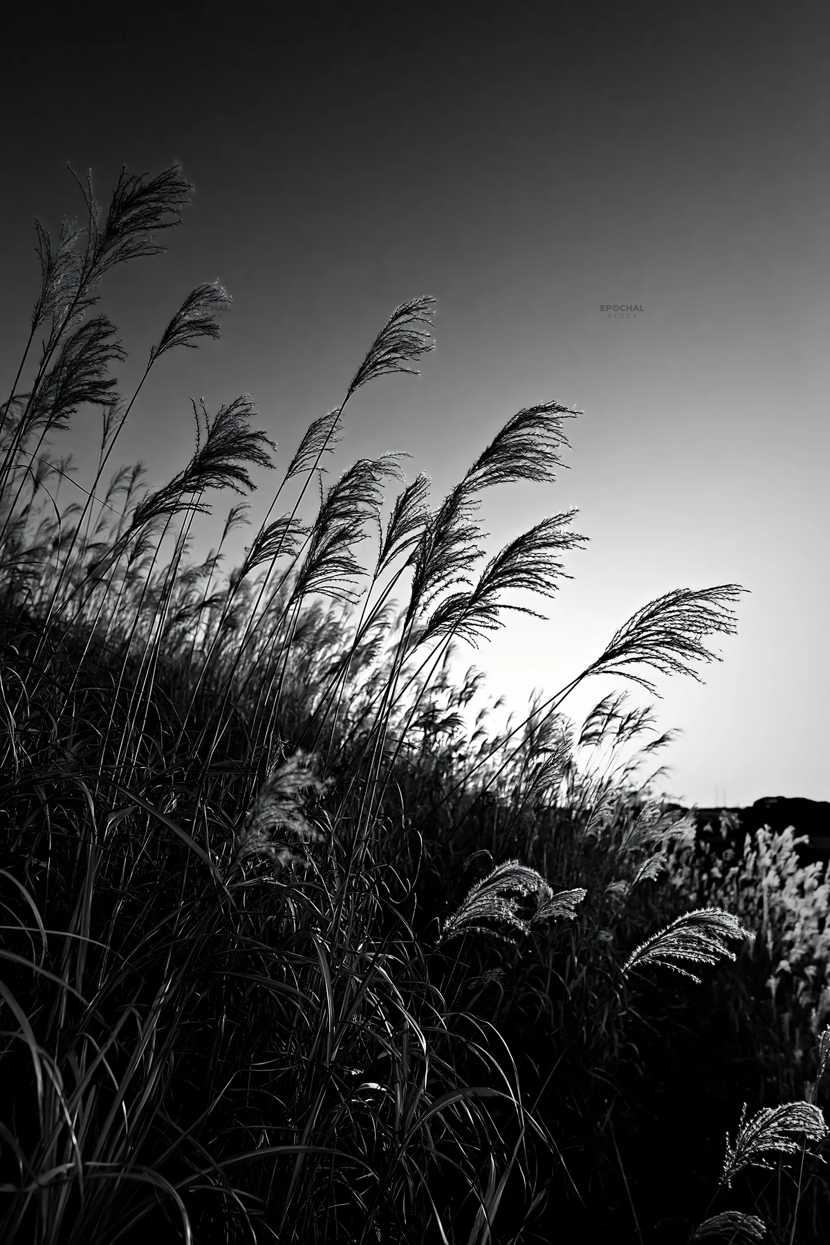 Ehime twilight meadow with dry seedheads - AI-generated stock image