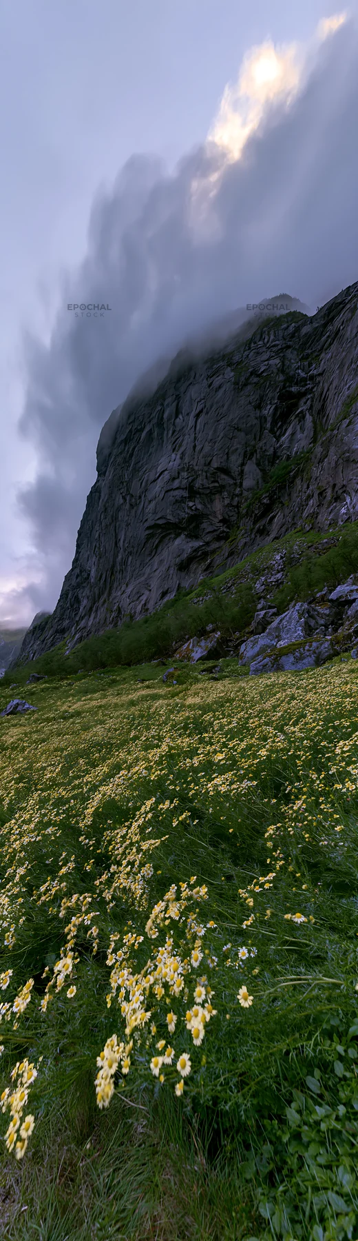 Chamomile meadow with rocky cliff on a cloudy day - AI-generated stock image