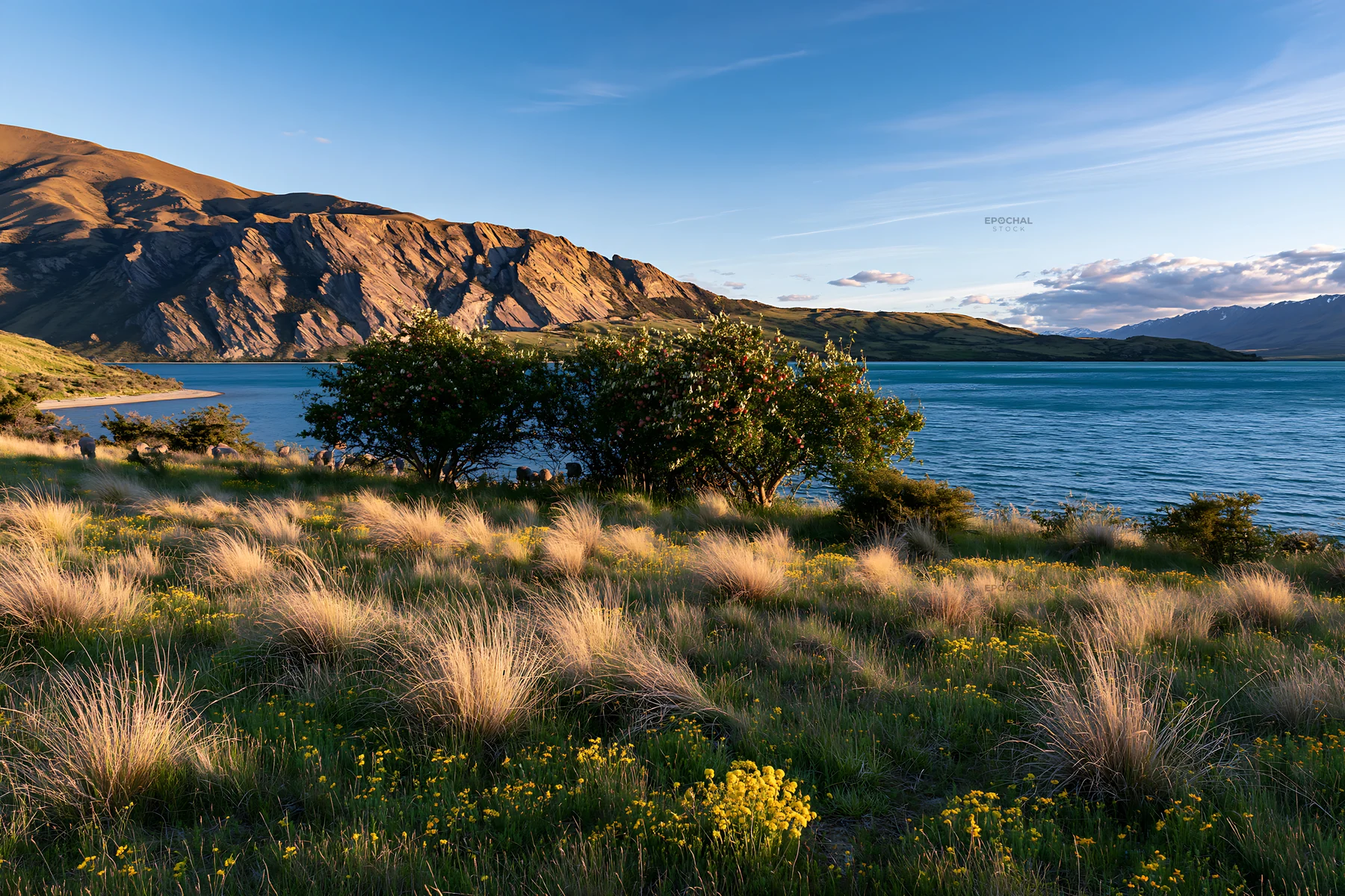 Lakeshore meadow with apple trees near calm water - AI-generated stock image