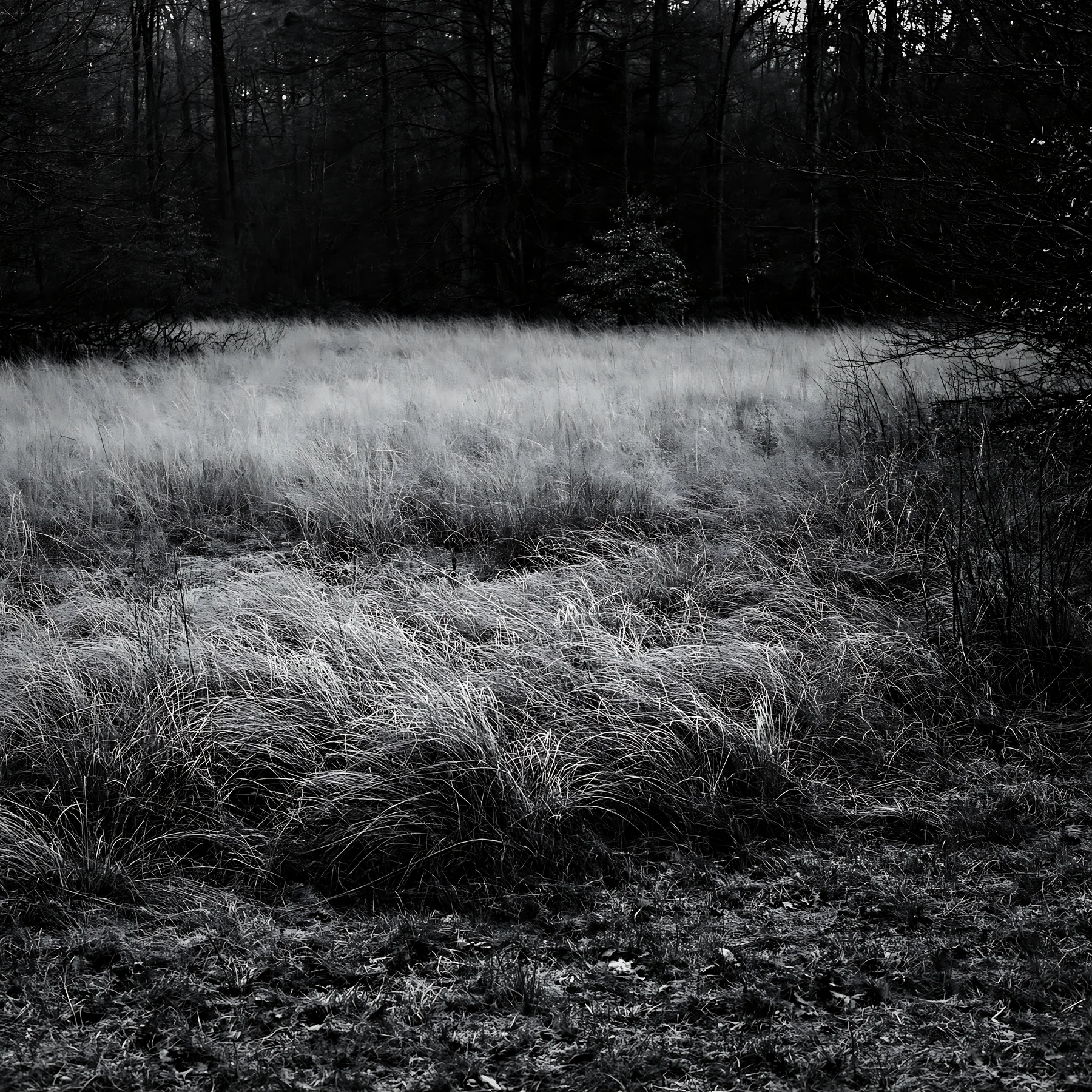 Black and white wooded valley meadow with tall grass and trees in the background - AI-generated stock image