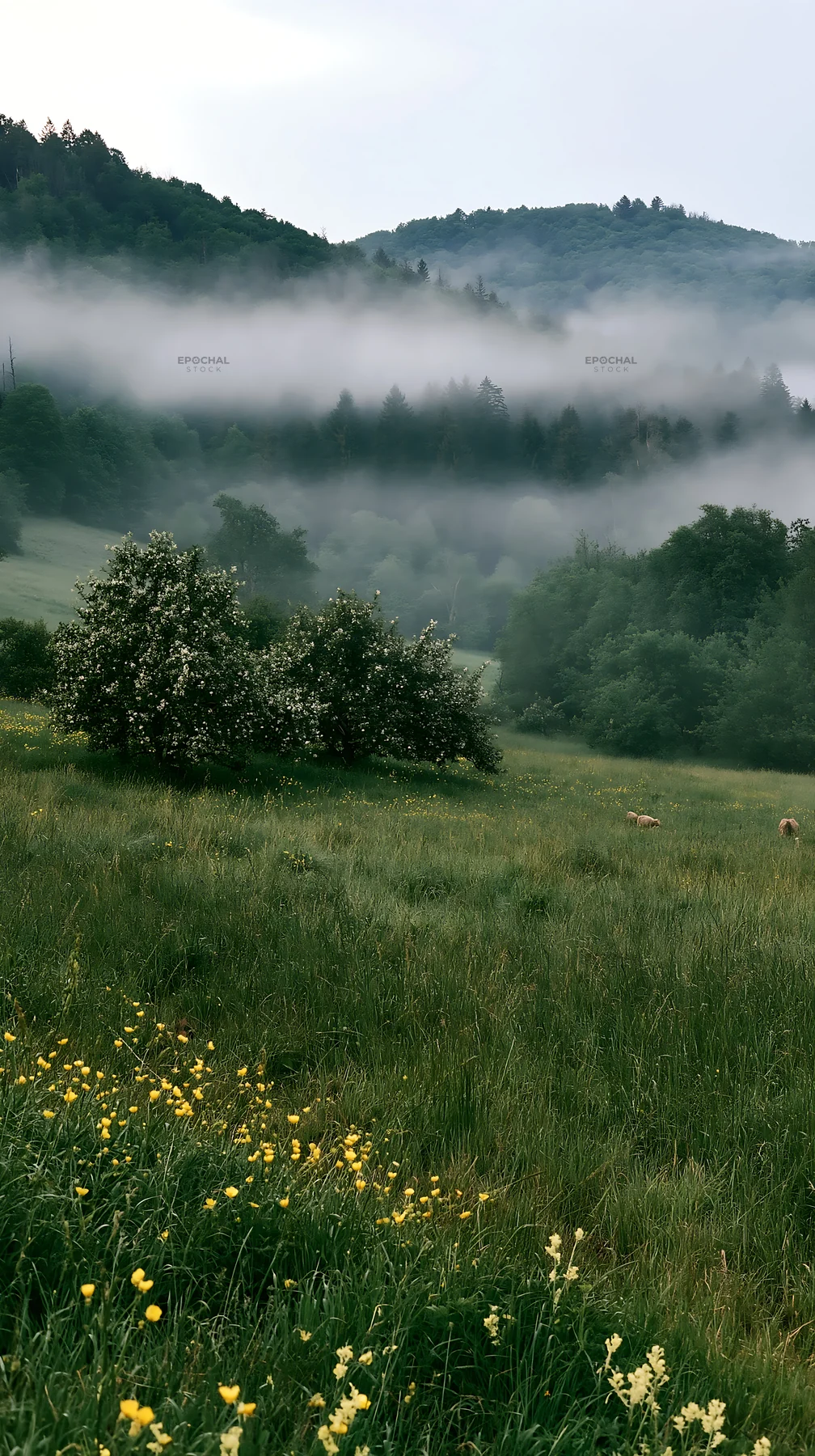 Valley apple meadow with foggy hills in the background - AI-generated stock image
