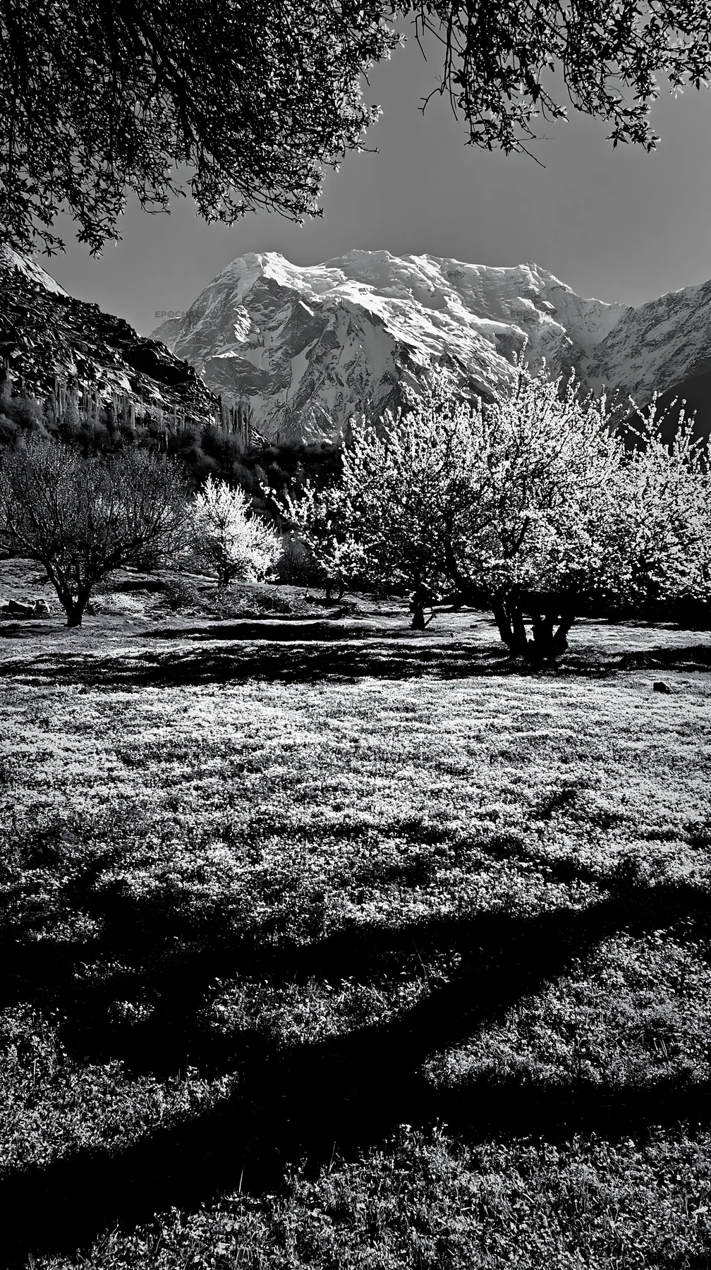 Spring orchard meadow with mountain in background - AI-generated stock image