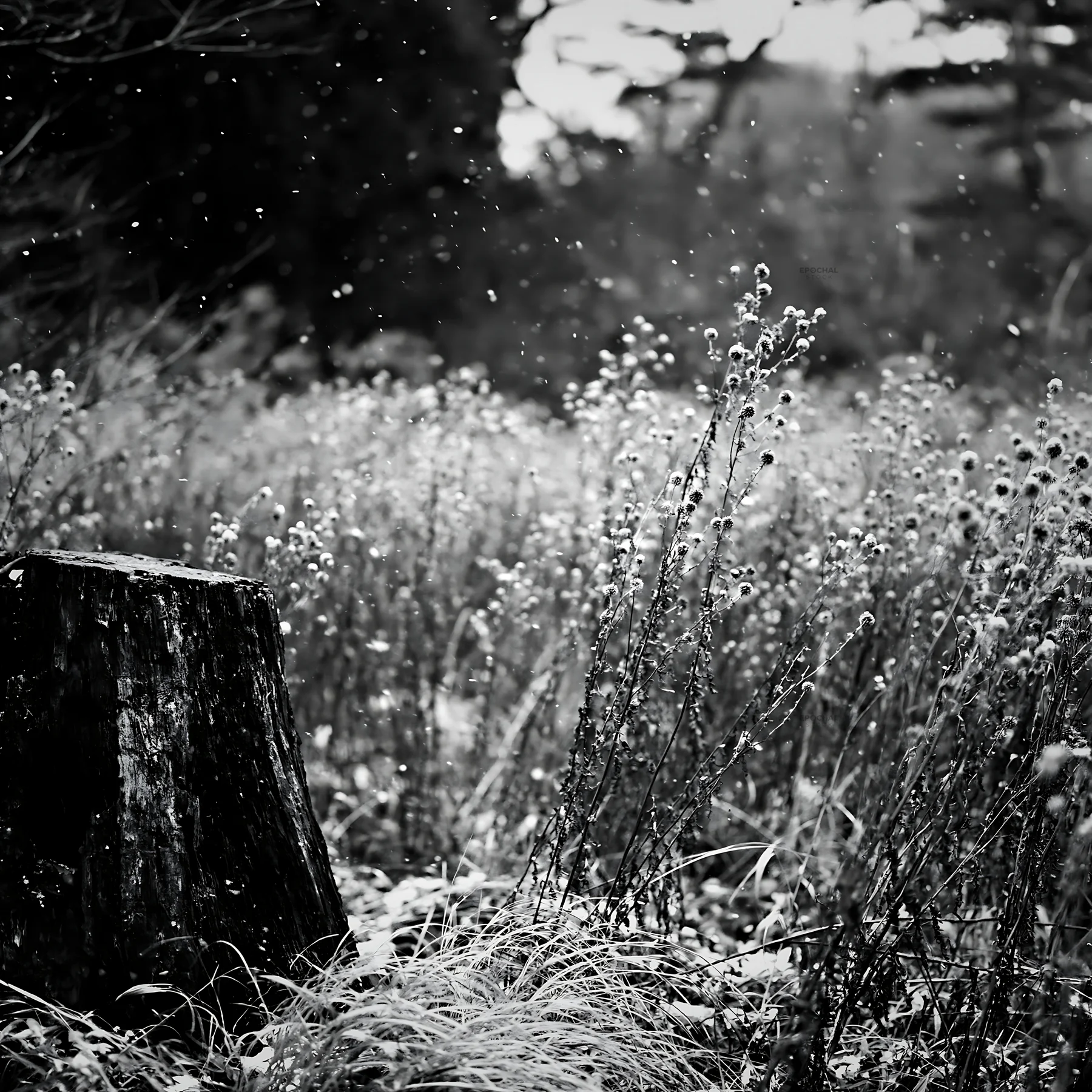 Black and white fukushima native meadow with weathered stump in winter scene - AI-generated stock image
