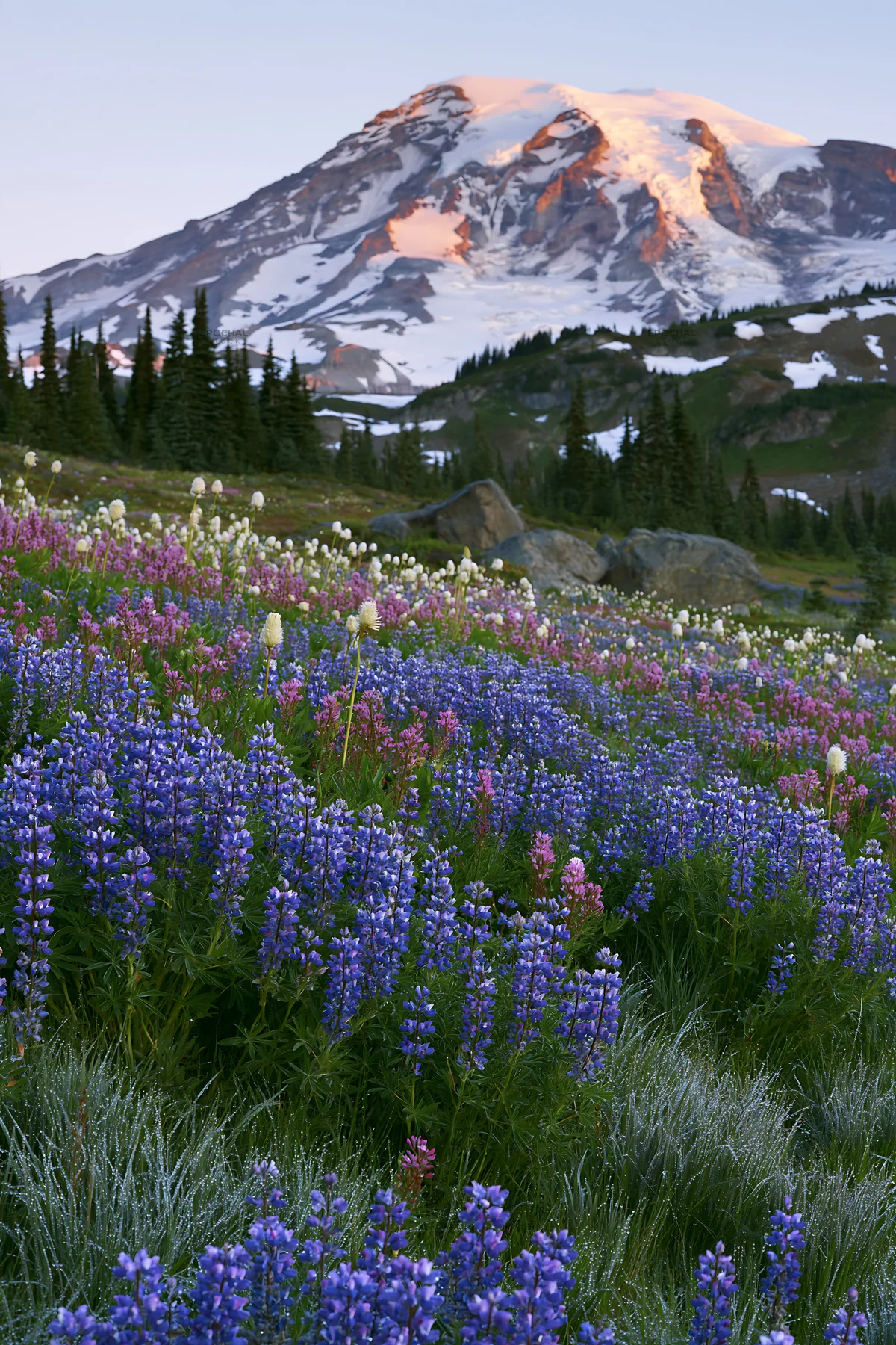 Sunrise over Mount Rainier wildflower meadow - AI-generated stock image