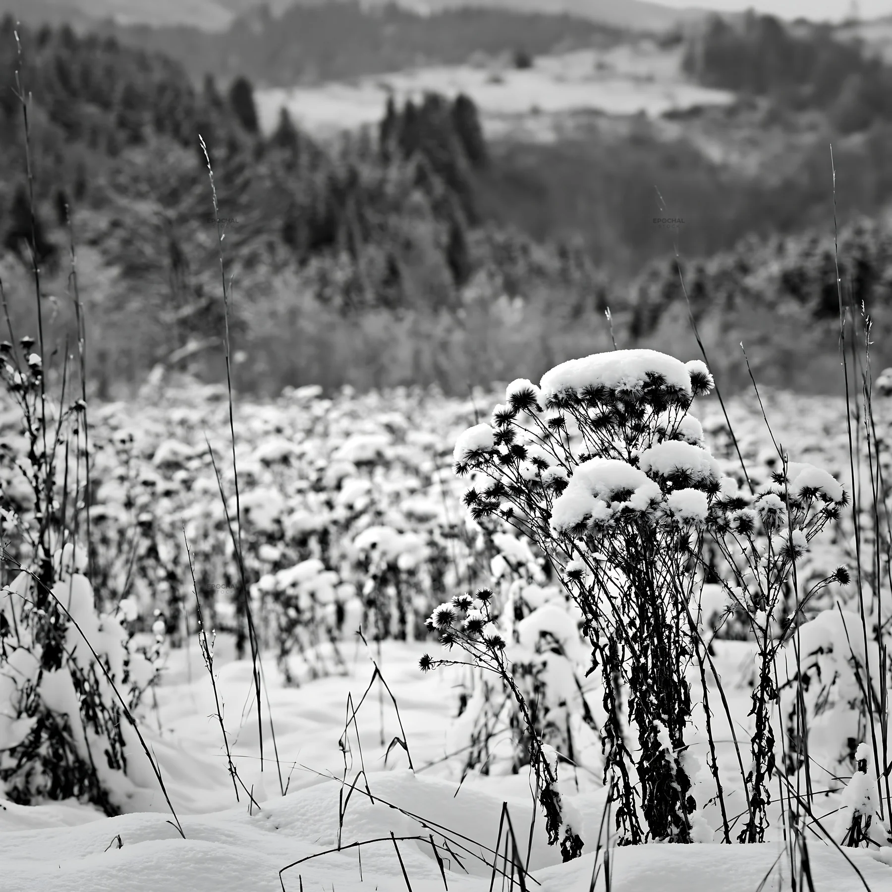 Black and white snowy foothill meadow with plants covered in snow - AI-generated stock image