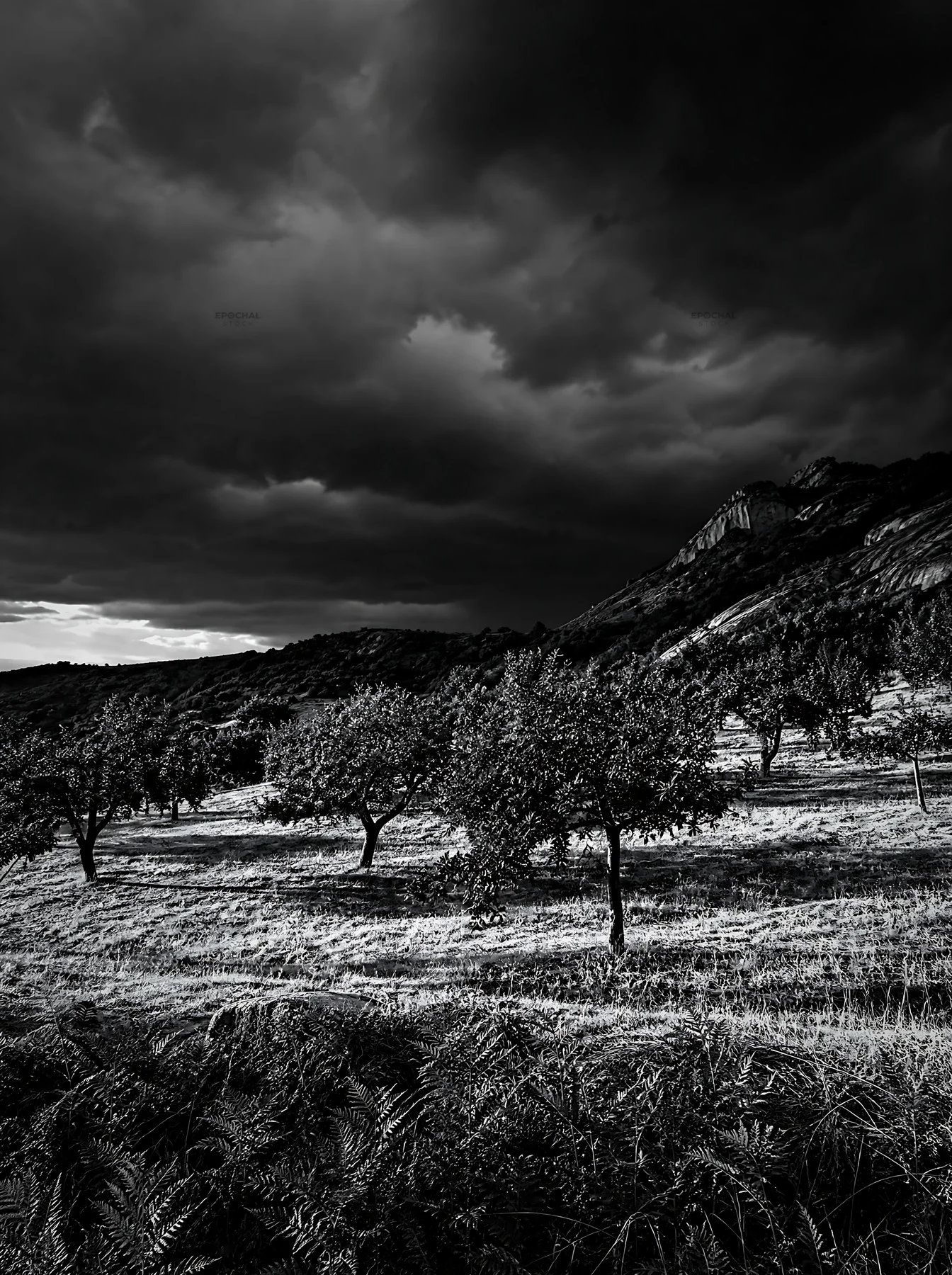 Black and white hillside apple meadow under dark clouds in late afternoon light - AI-generated stock image