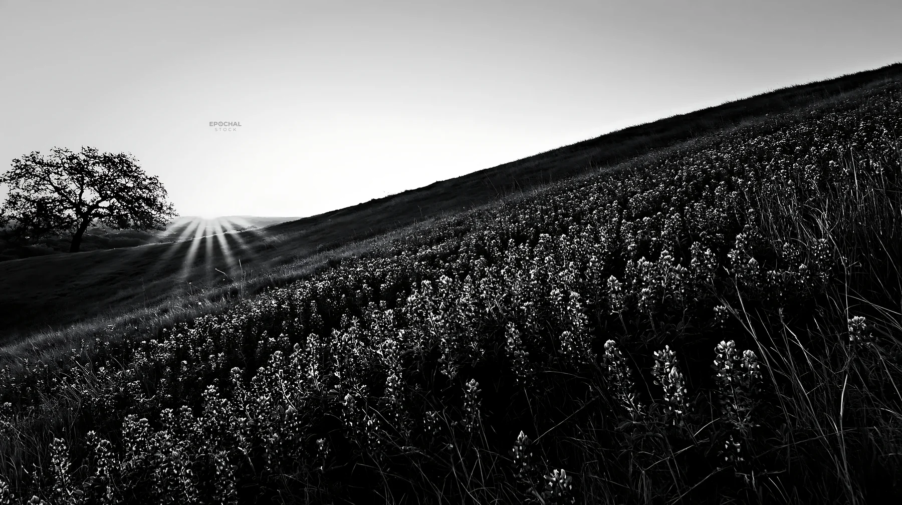 Bluebonnet meadow at sunrise in black and white - AI-generated stock image